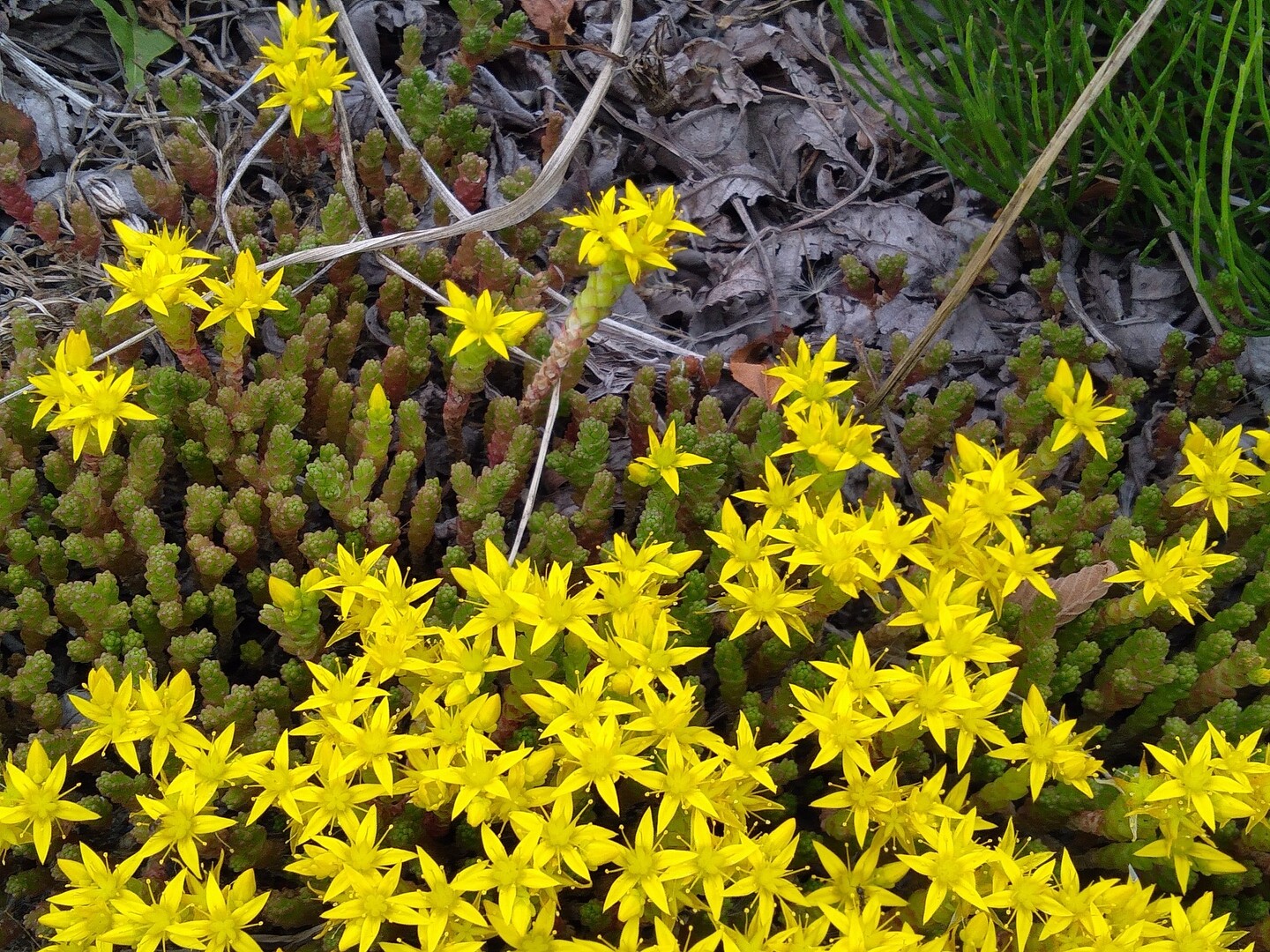 滝野すずらん公園 Nw 6 13 Choubeさんの札幌市の活動日記 Yamap ヤマップ