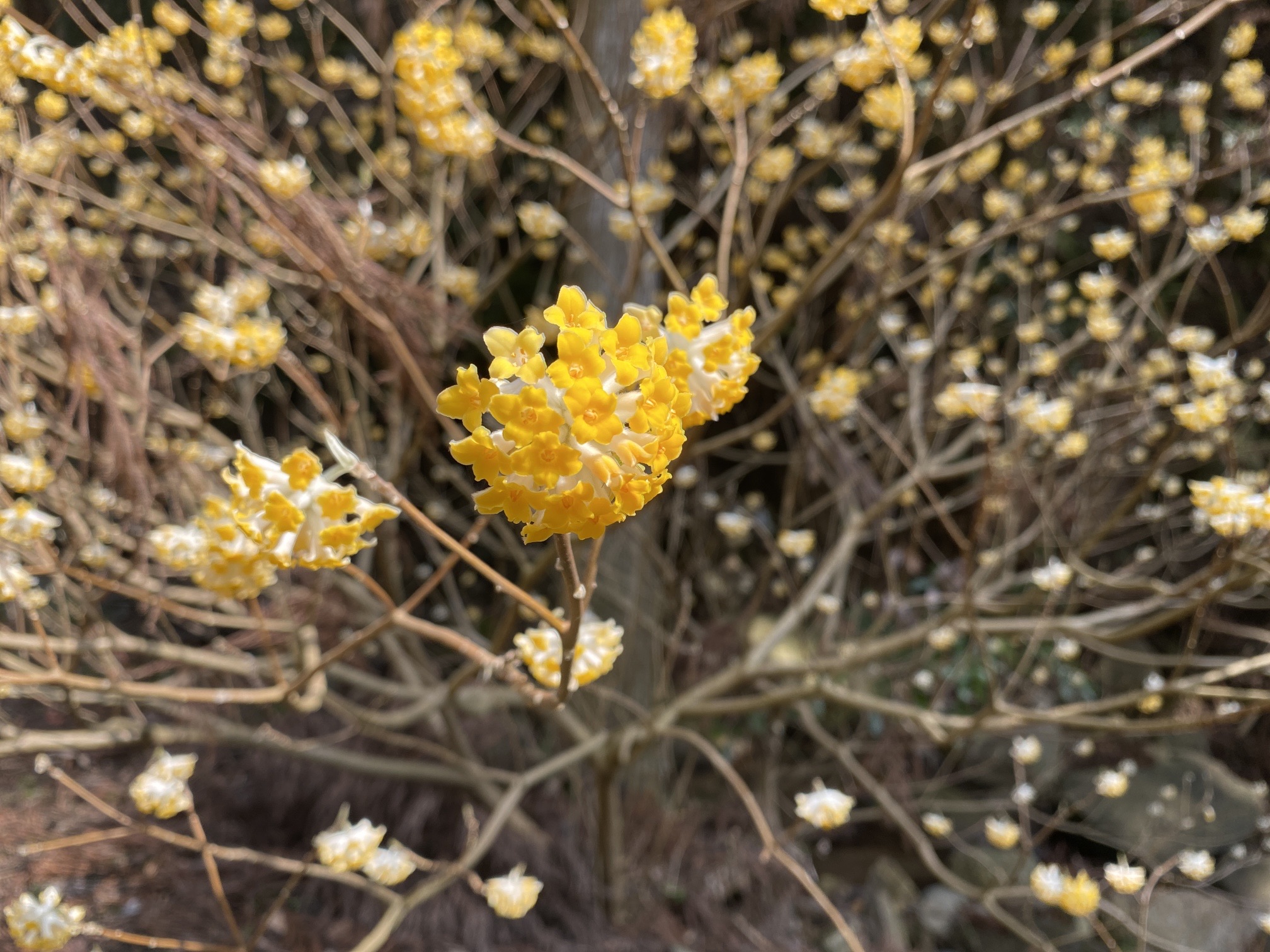 ミツマタの甘い香り Tamakiさんの松江市の活動データ Yamap ヤマップ