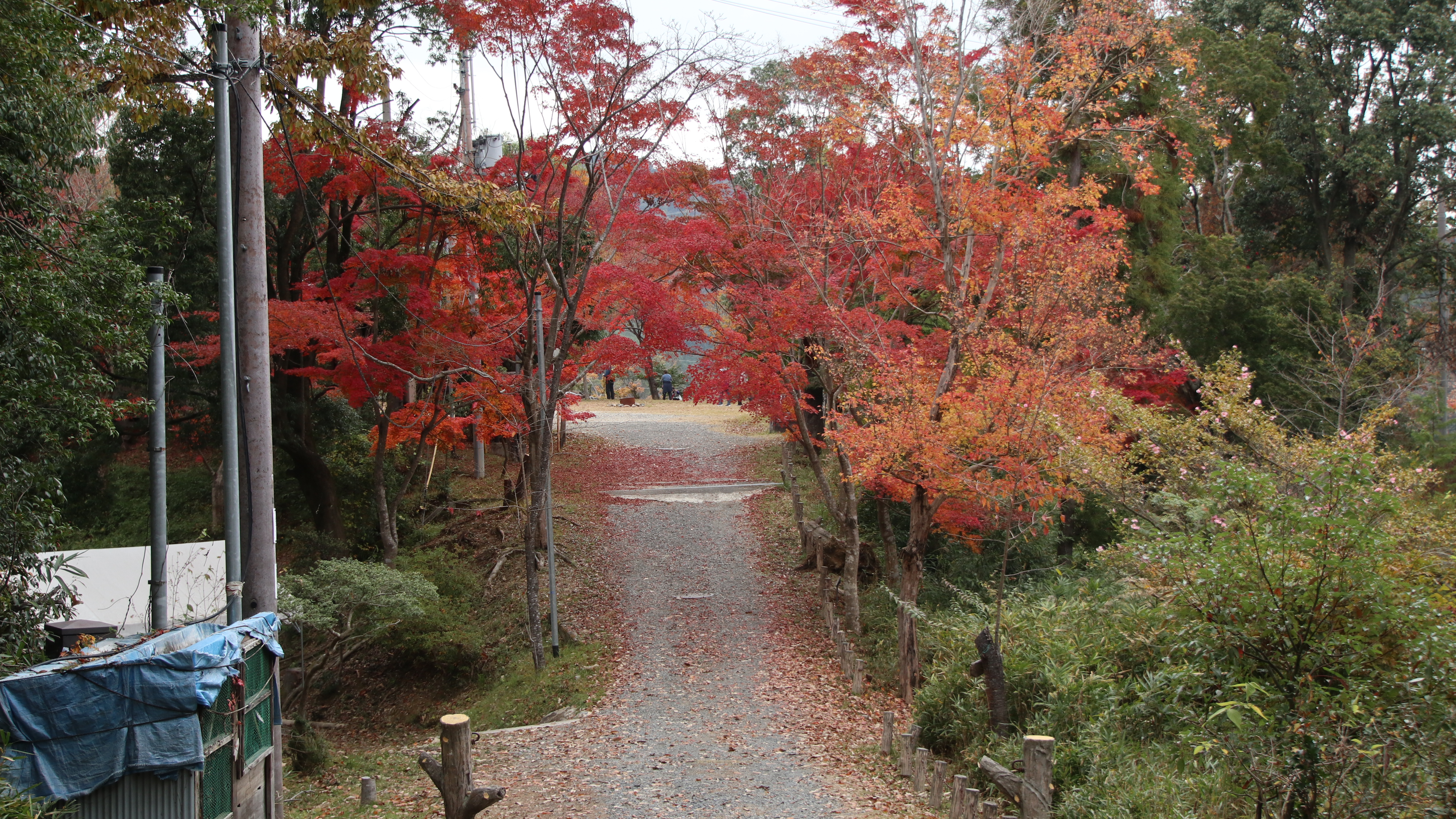 紅葉の摂津峡ハイキング かみやんさんの竜王山 茨木市 阿武山の活動日記 Yamap ヤマップ