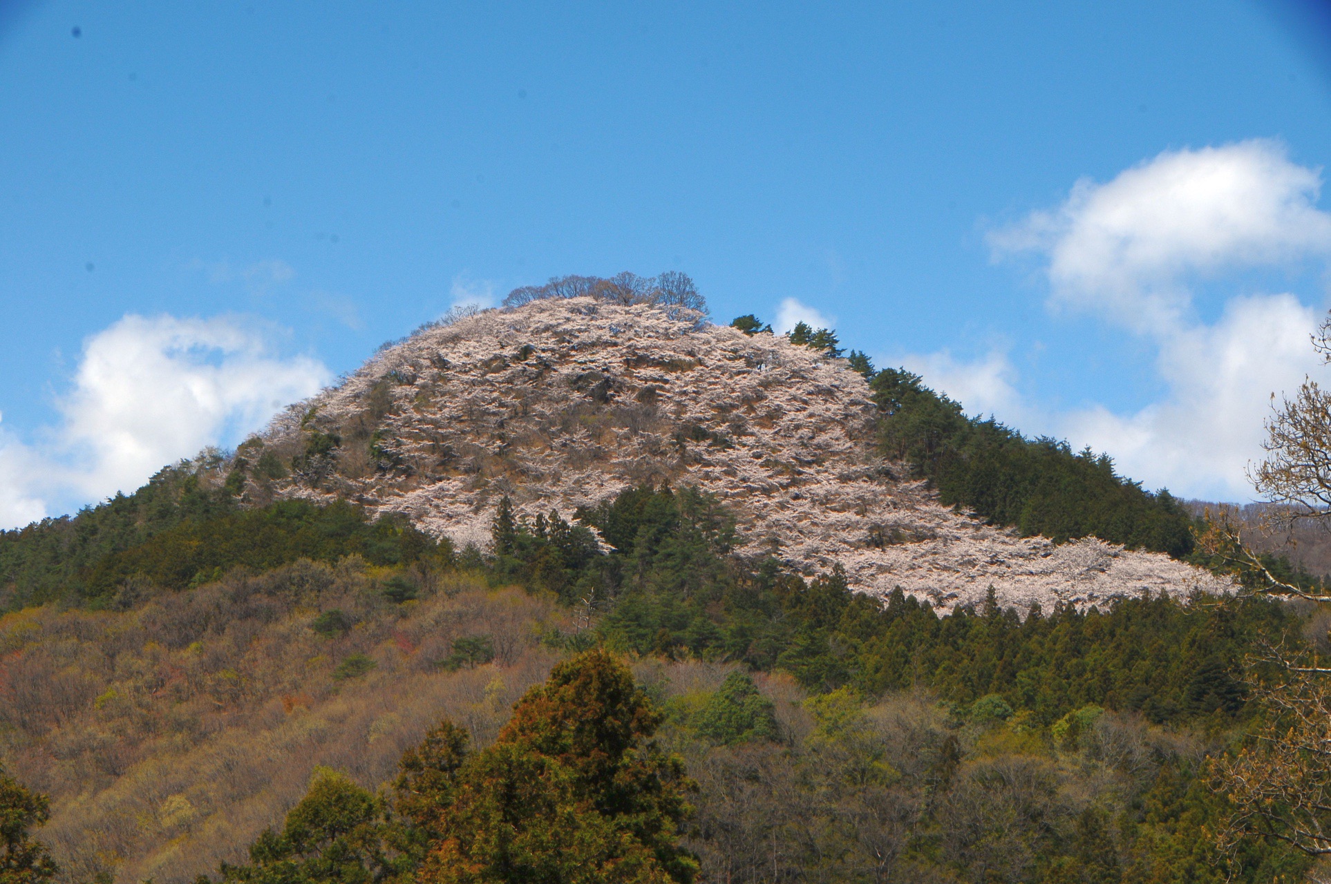 限定≪直書き23面11体≫【群馬　宝徳寺】桐生城：双龍：桜：赤城山：妙義山 lrg_11825184.jpg?updated_at=
