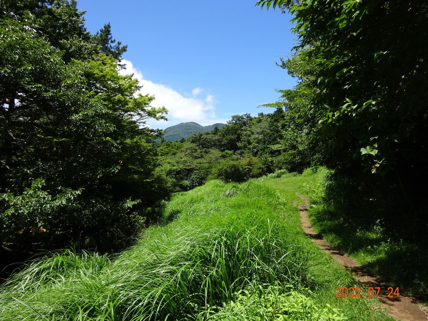 箱根・湯坂路；輝く緑の尾根下り / さとやまさんの箱根山・神山の活動日記 | YAMAP / ヤマップ