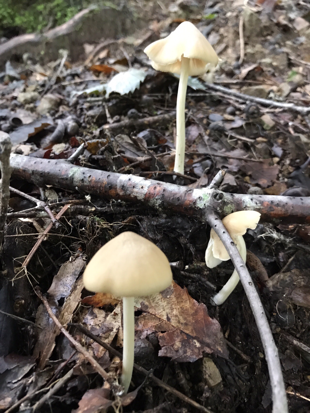 谷上山 愛媛森林公園 きのこ探訪 19 08 25 元気うさぎさんの谷上山の活動日記 Yamap ヤマップ