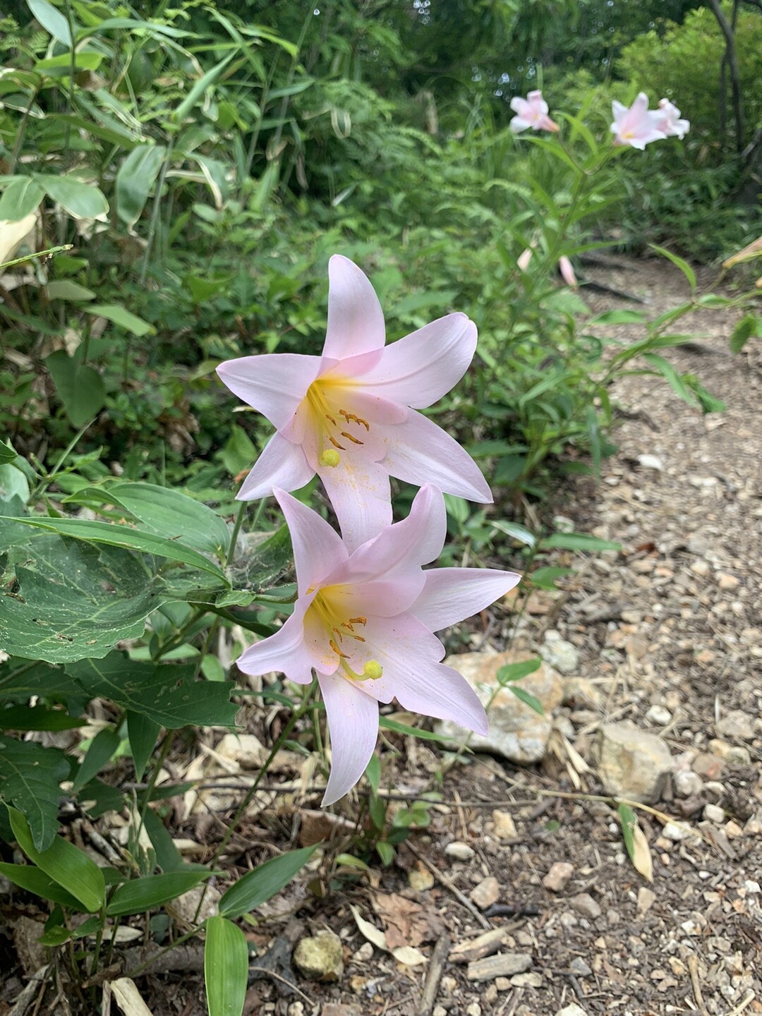 櫛形山脈 / ひろさんの櫛形山・鳥坂山・大峰山（櫛形山脈）の活動データ YAMAP / ヤマップ