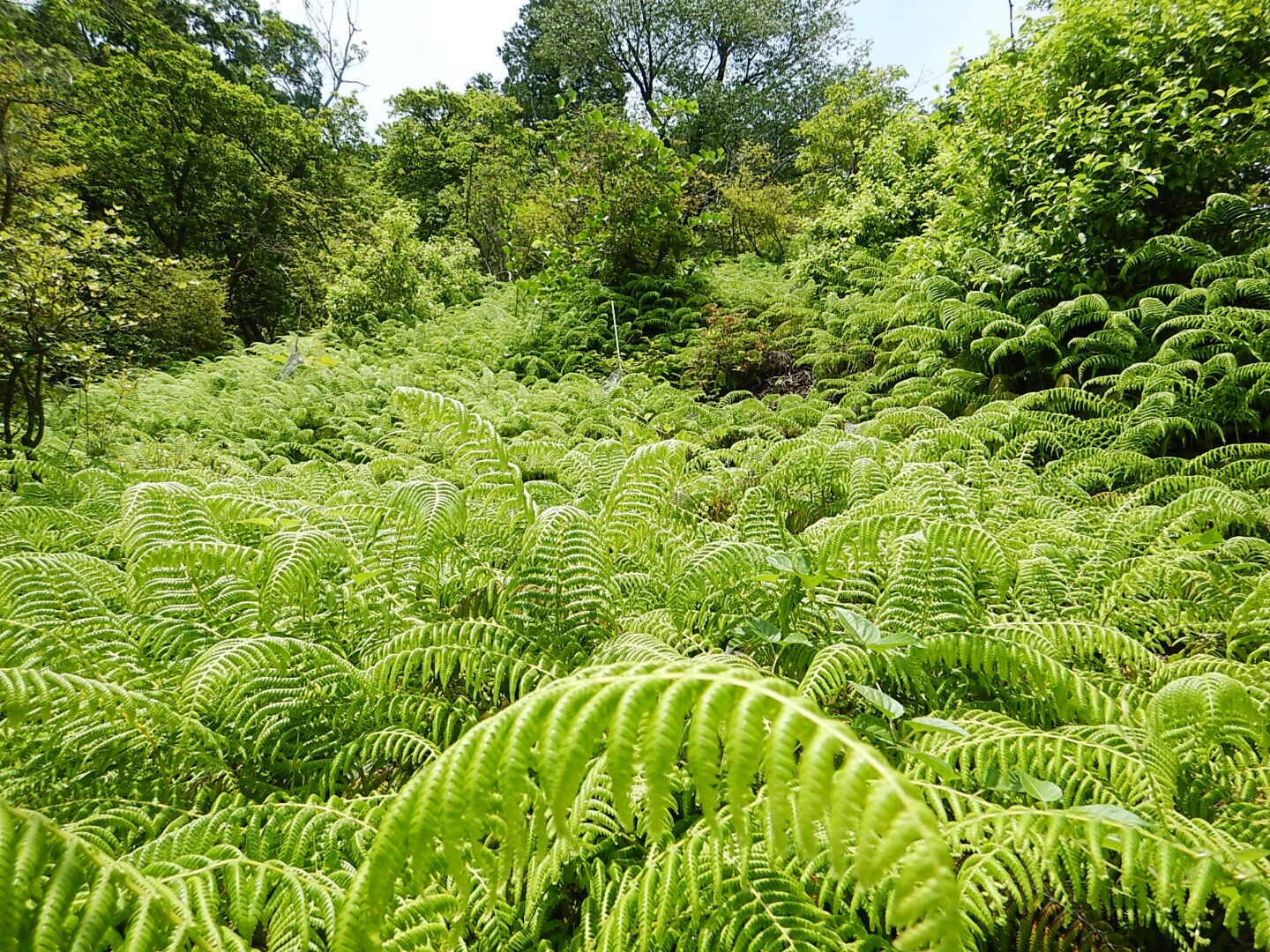 青龍山333⛰ / Yamaru👣さんの青龍山の活動データ YAMAP / ヤマップ