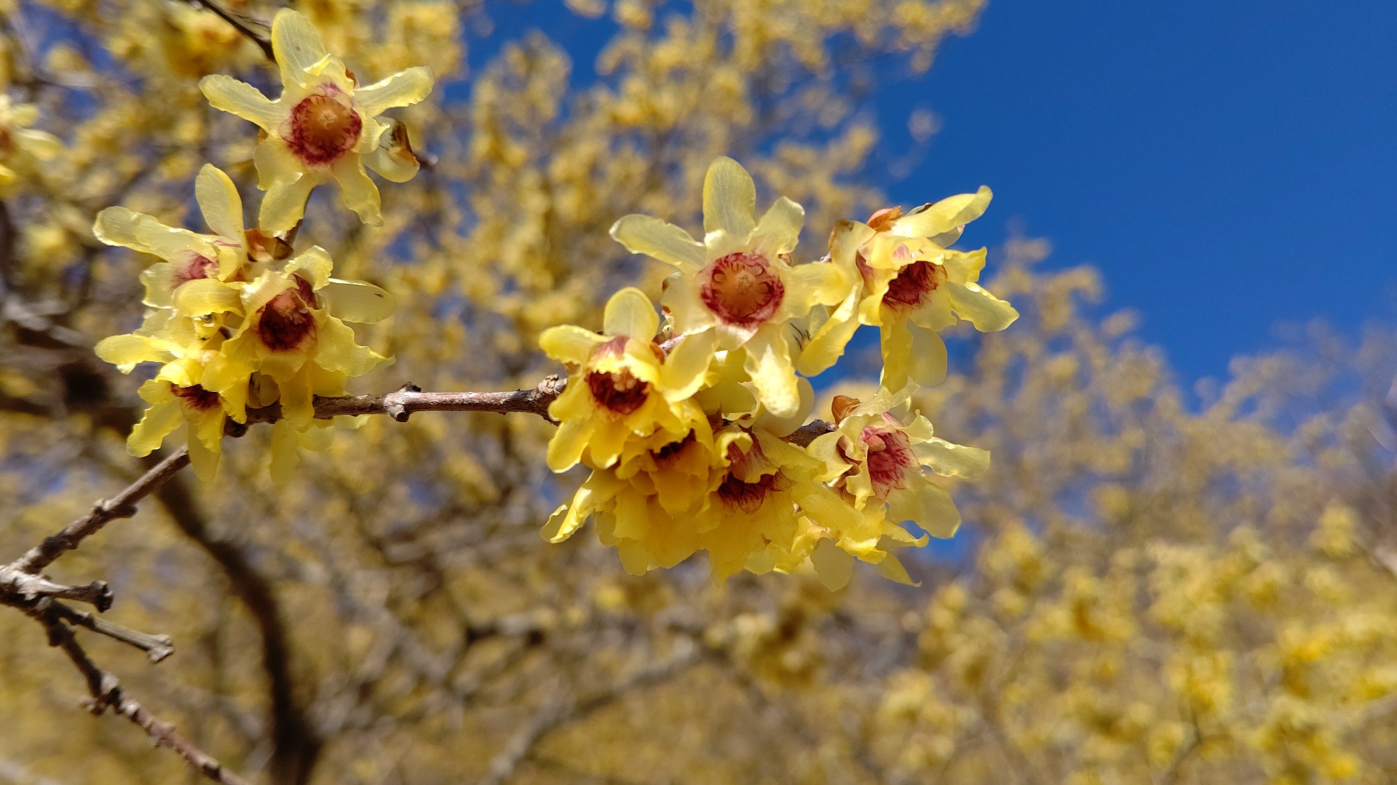 桜山 ロウバイ鑑賞とハイキング カトちゃんさんの藤岡市の活動日記 Yamap ヤマップ