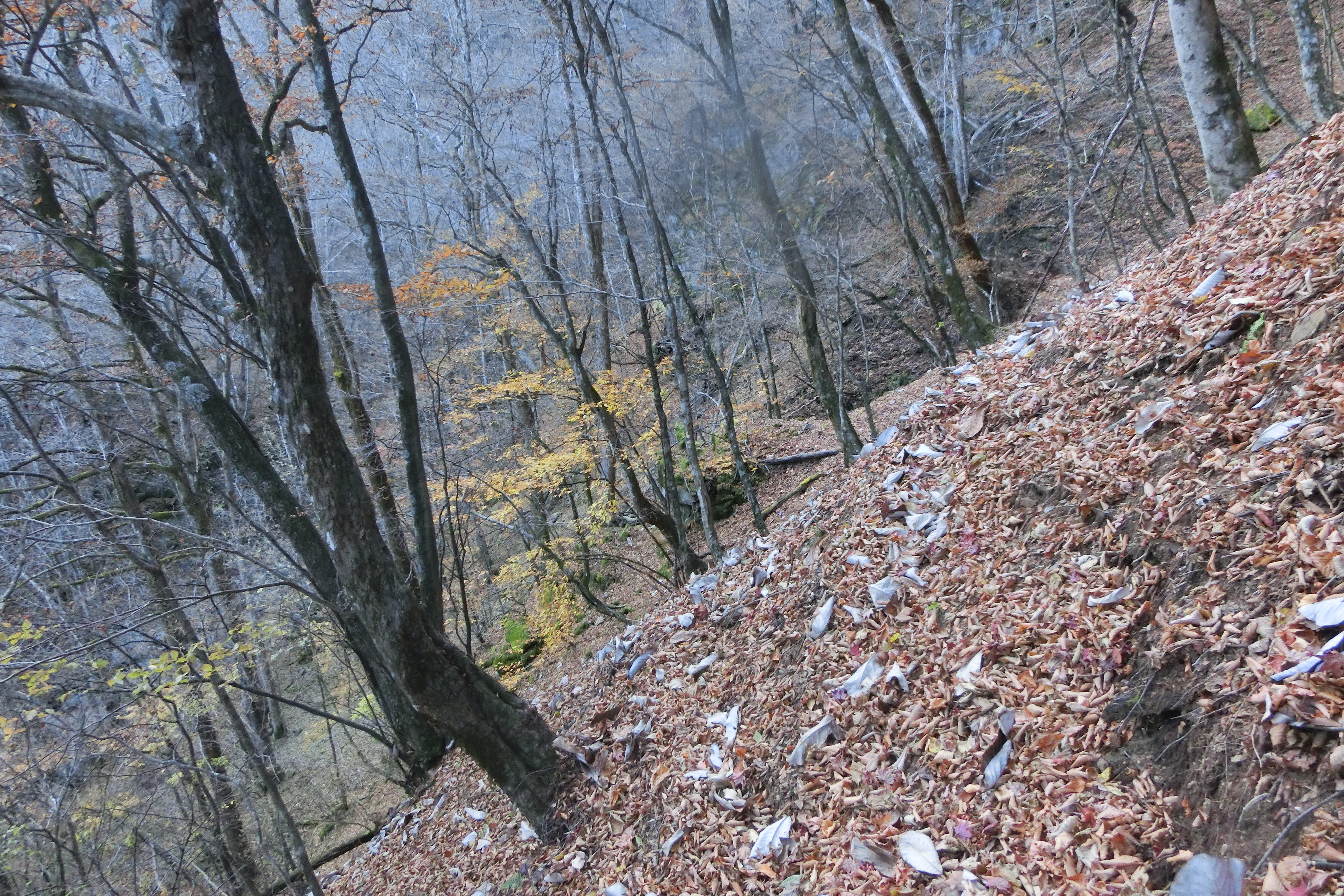 埼玉百 三国山 高天原山 御巣鷹尾根 周回 Syo Ummagumma さんの甲武信ヶ岳の活動データ Yamap ヤマップ