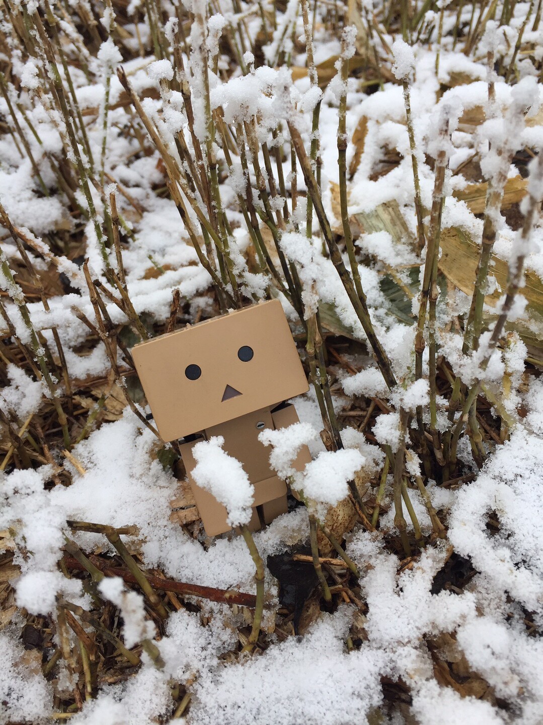 雪の天山 雨山 春の花々と一緒に の巻 天山の写真9枚目 雪とダンボー君 Yamap ヤマップ