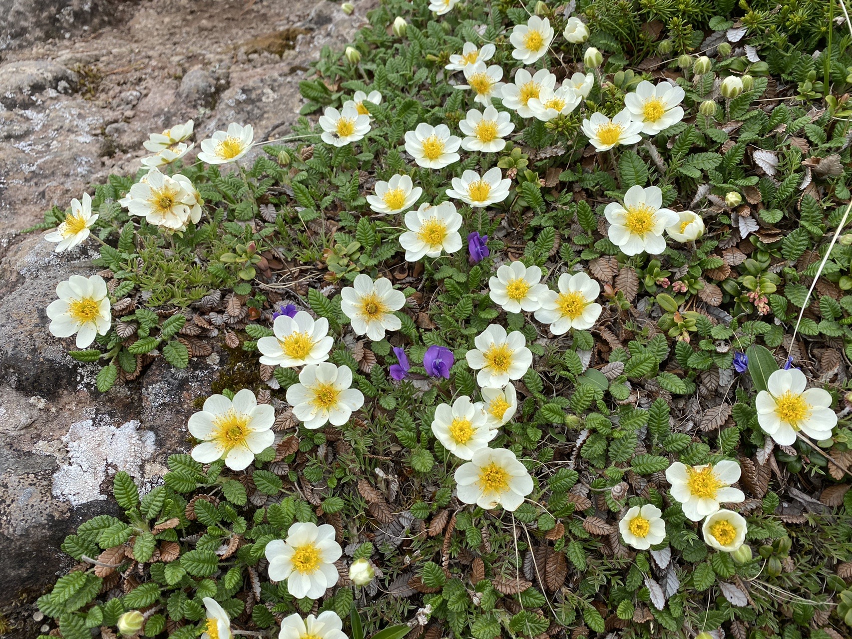 花満開 八ヶ岳 横岳 彩さんの八ヶ岳 赤岳 硫黄岳 天狗岳 の活動日記 Yamap ヤマップ