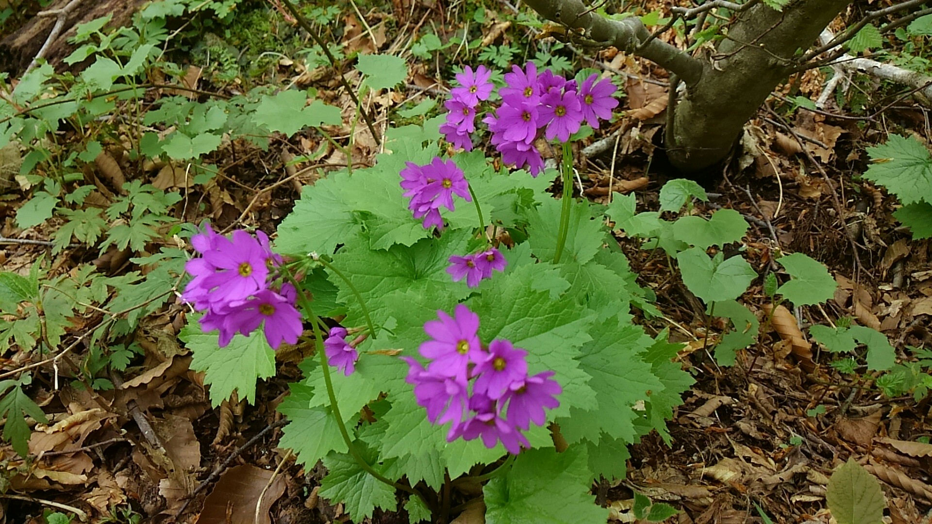 男鹿 毛無山 オオサクラソウ ここと白馬岳にだけ 05 15 おかあさんさんの藤里駒ヶ岳の活動データ Yamap ヤマップ