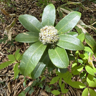 荒島岳 みやましきび