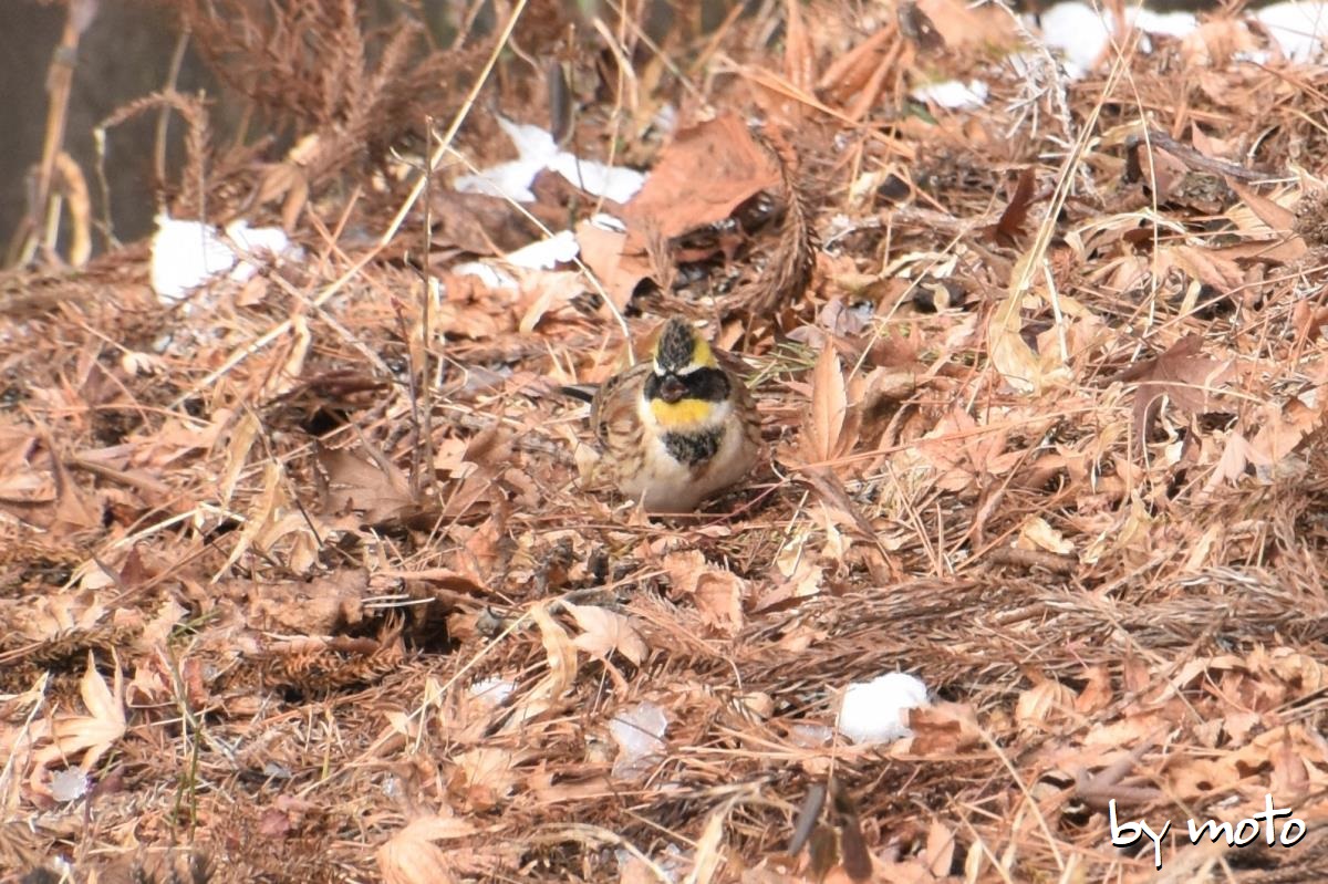 赤城自然園他 Motoさんの赤城山 黒檜山 荒山の活動データ Yamap ヤマップ
