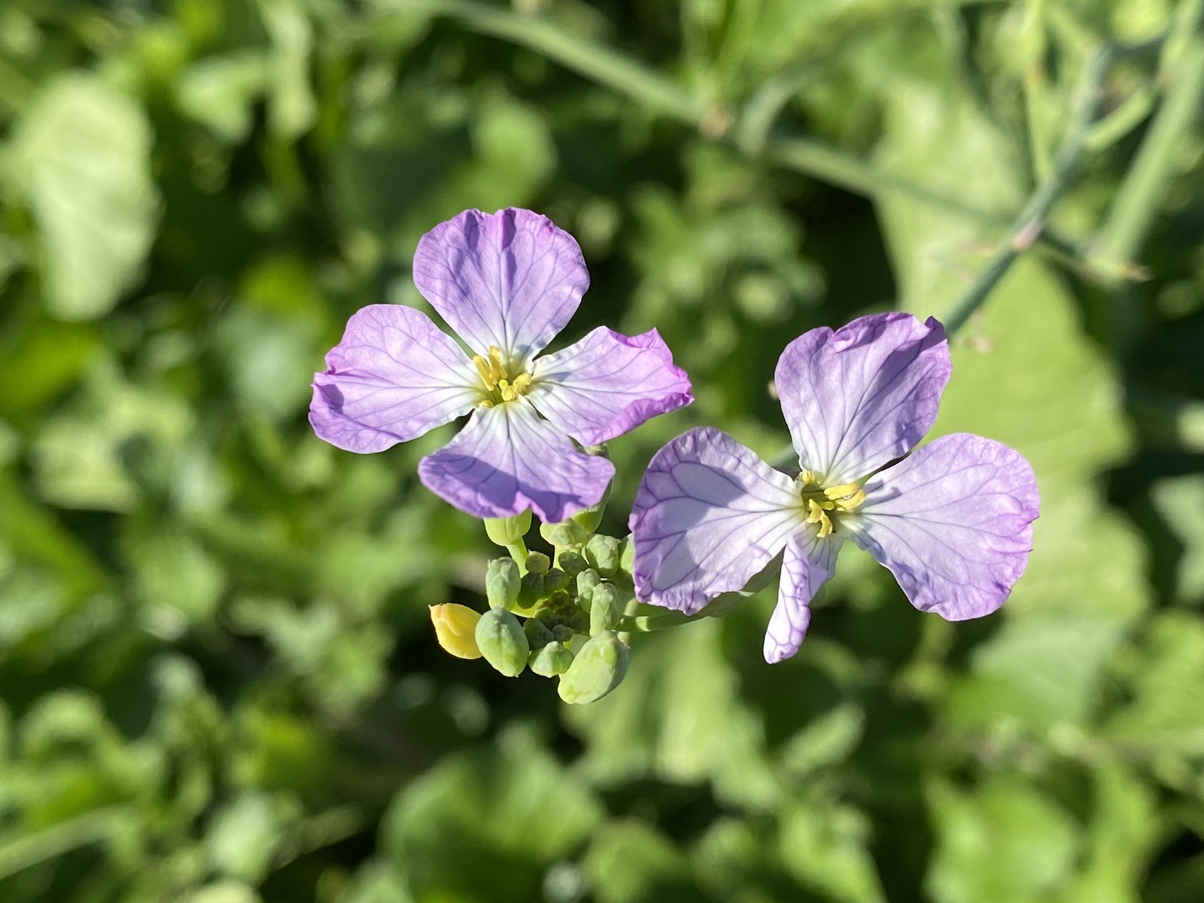下田富士 寝姿山 お花 探し隊 ソナレセンブリの巻 Echinaceaさんの下田市の活動日記 Yamap ヤマップ