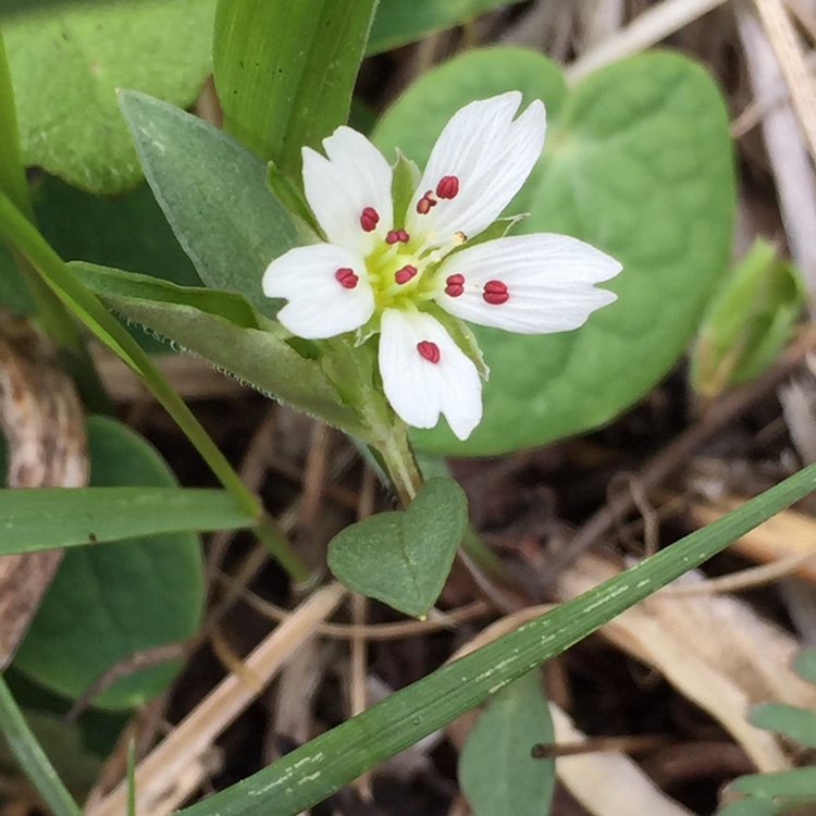 猪の瀬戸湿原から花っぷ とっこさんの由布岳 鶴見岳の活動日記 Yamap ヤマップ