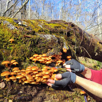 左門岳 凍ってるナメコは、手がすべらないので取りやすいです。今のうちに取っておきましょう。