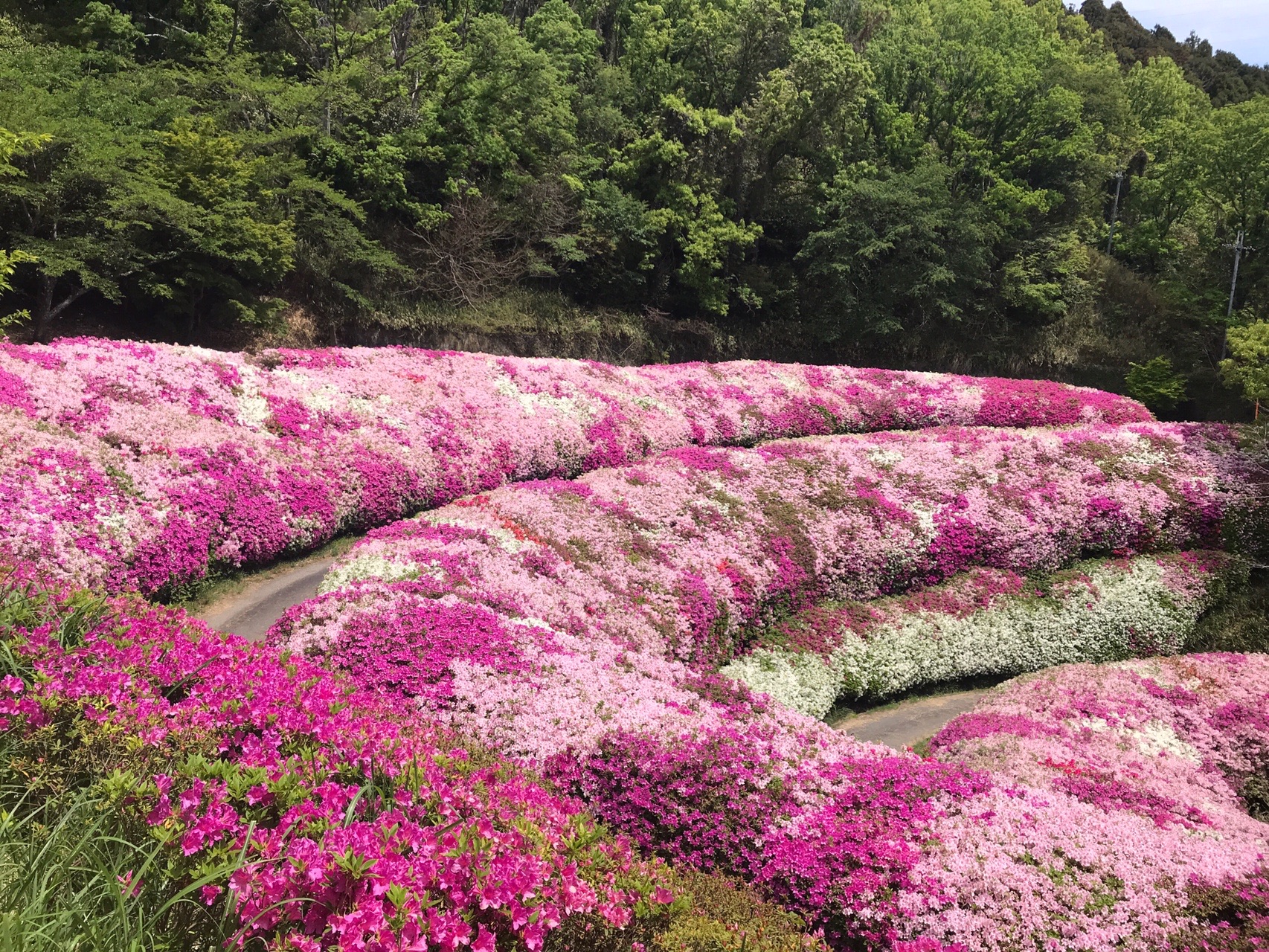 生駒山 つつじロール Orenoyamaarukiさんの生駒山 神津嶽 大原山の活動データ Yamap ヤマップ