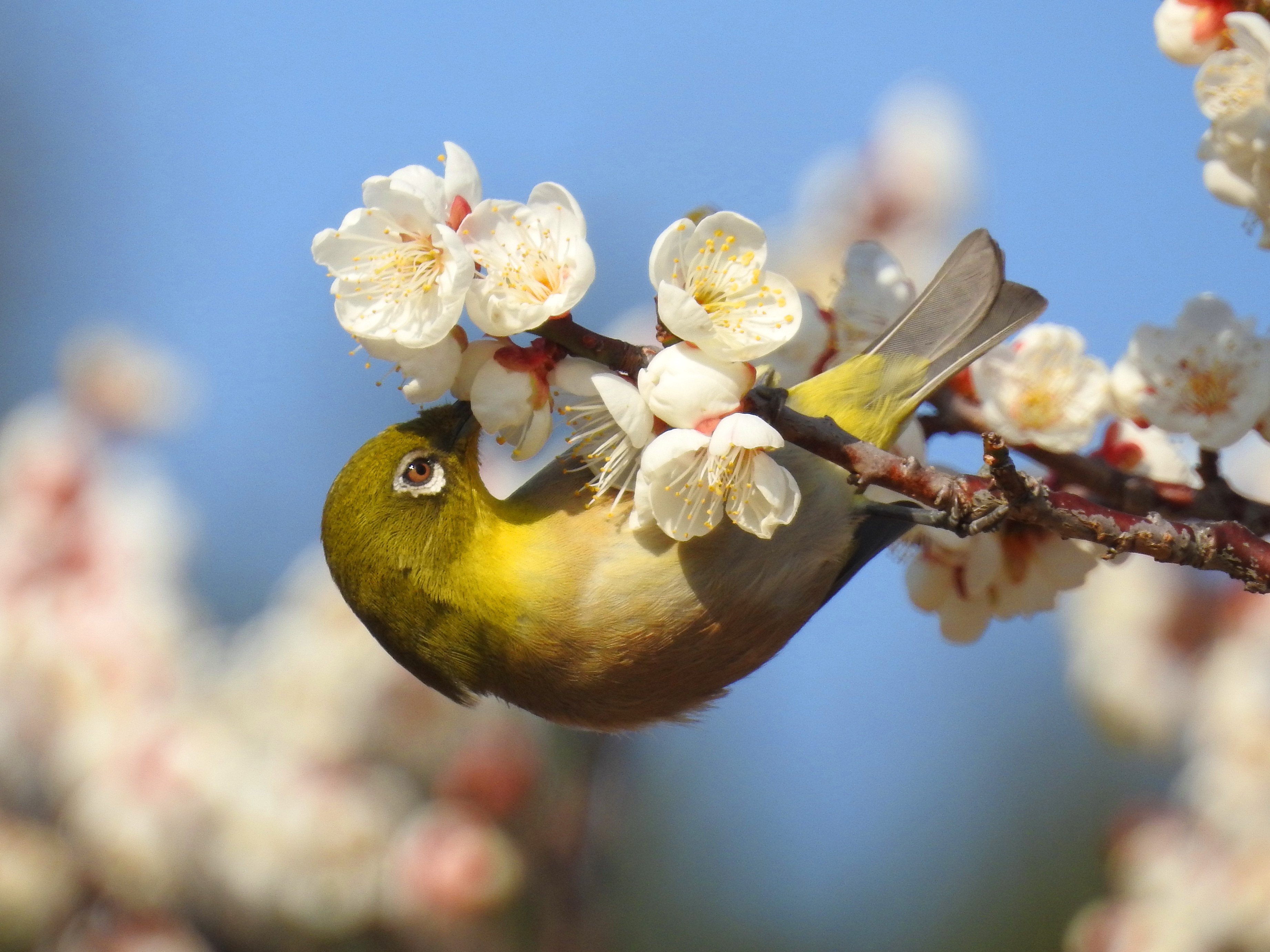 高尾山でバードウォッチング Zakotsuさんの大分市の活動データ Yamap ヤマップ
