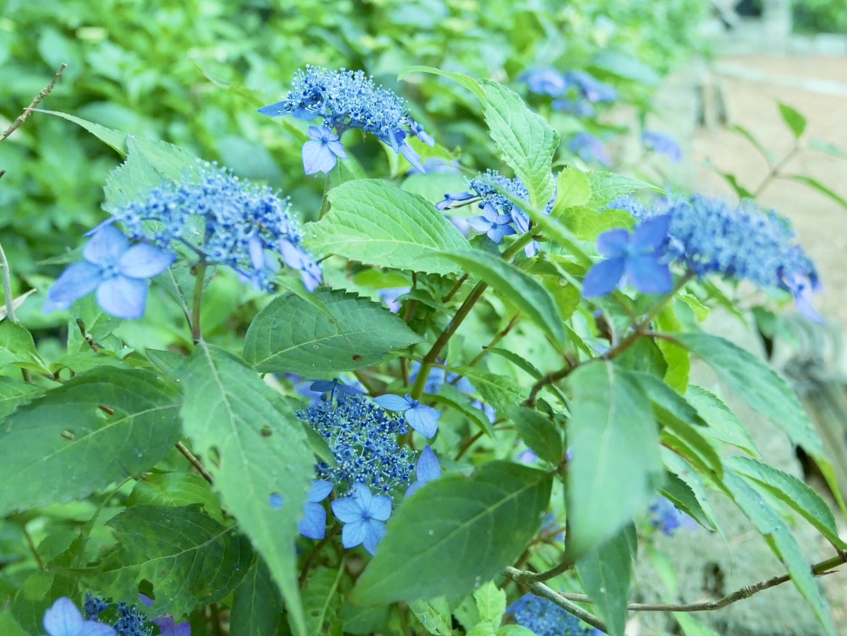 青空の欠片 紫陽花ブルー を求めて二本松寺散策 三人息子のママさんの潮来市の活動日記 Yamap ヤマップ