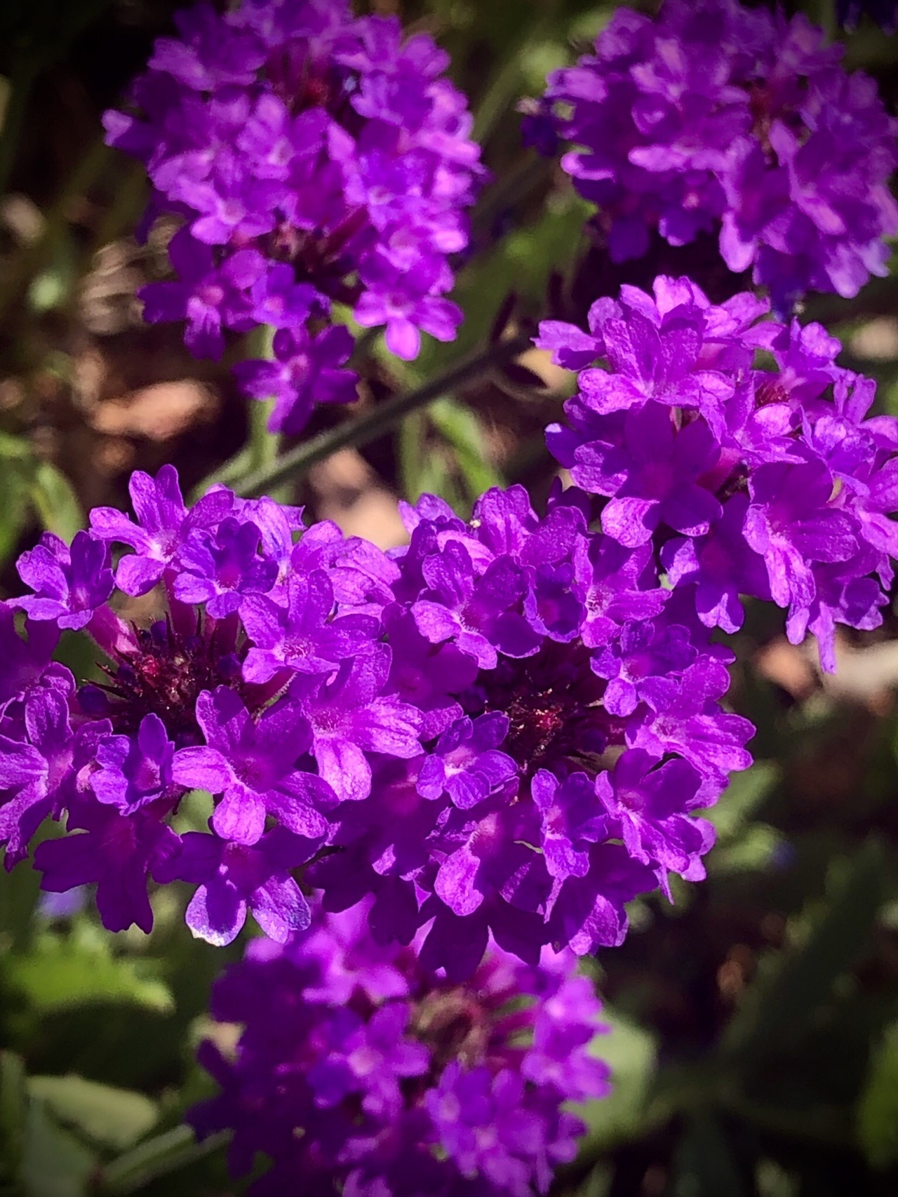 ポンポン山系花綴り 5月 桃色ラインと楊梅山散策 やまたいらさんのポンポン山 釈迦岳 小塩山 若山の活動データ Yamap ヤマップ