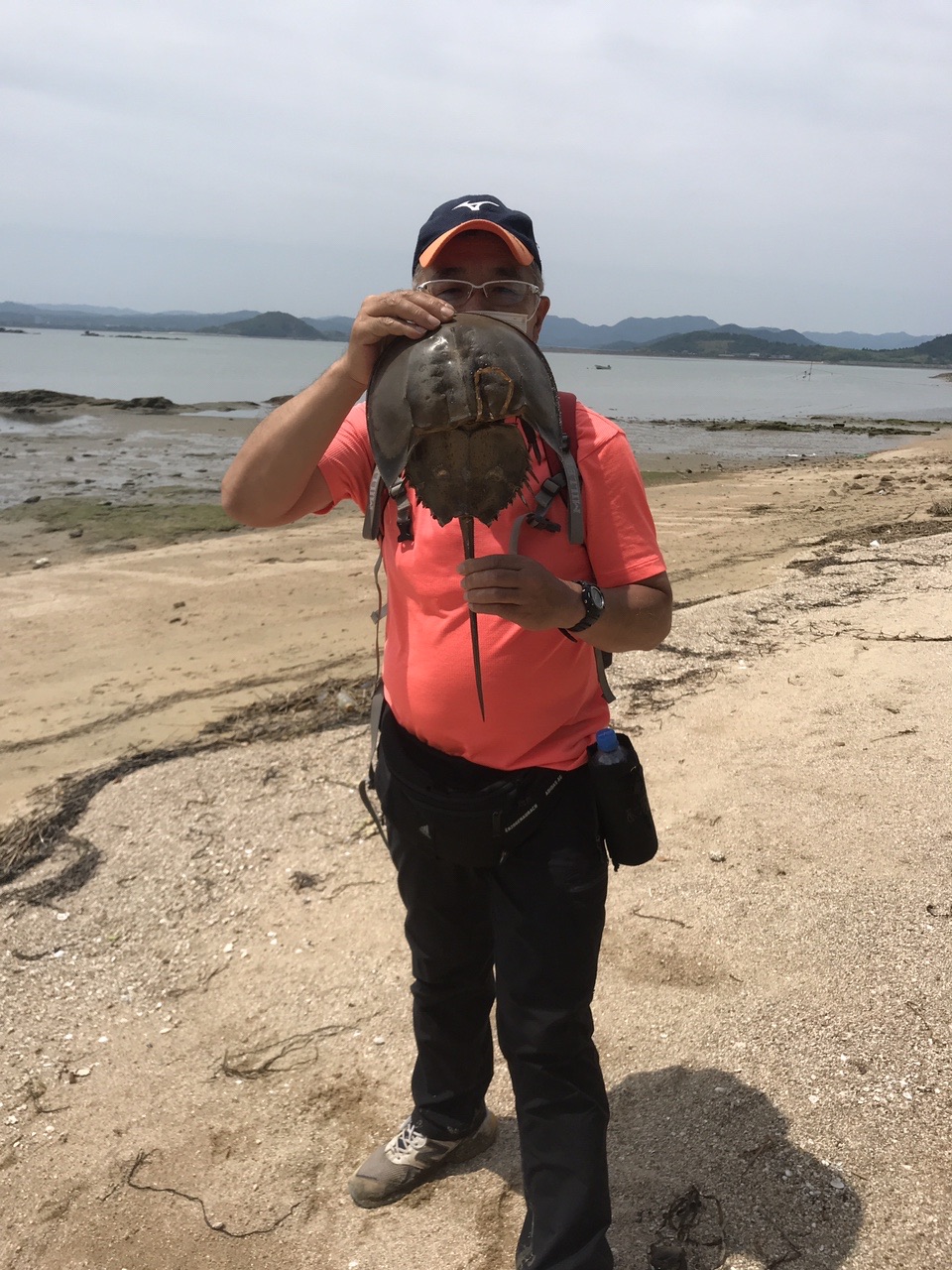 カブトガニを一目見たくて秋穂ニ島へ 長浜山 岩屋山 兜山 みっちさんの山口市の活動データ Yamap ヤマップ