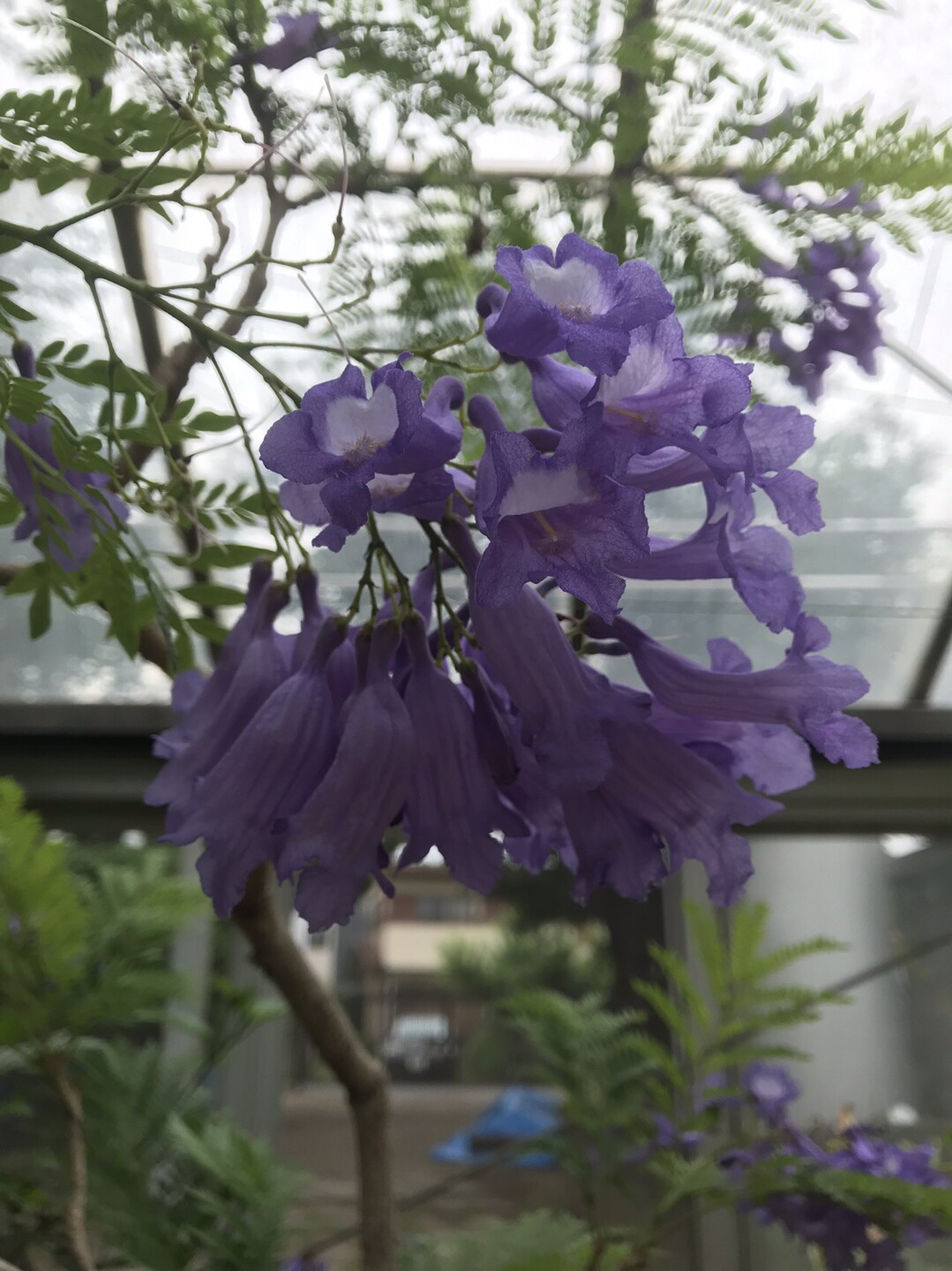 トケイソウ咲く二ヶ領用水へ 国分寺市の写真14枚目 ジャカランダ 世界3大花木の1つ 花期5 Yamap ヤマップ