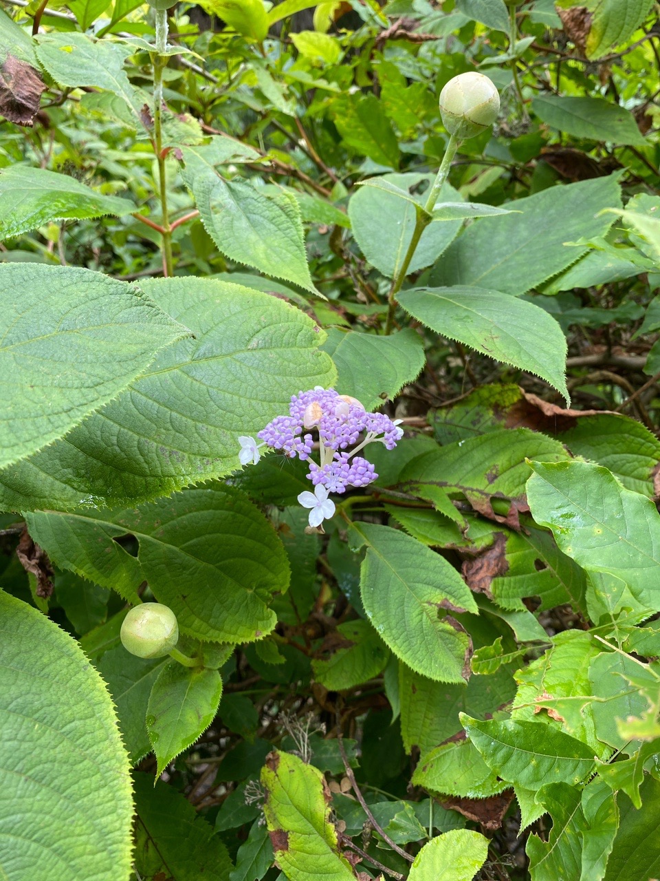 球紫陽花 タマアジサイ の高尾山 ホマレさんの高尾山 陣馬山 景信山の活動データ Yamap ヤマップ