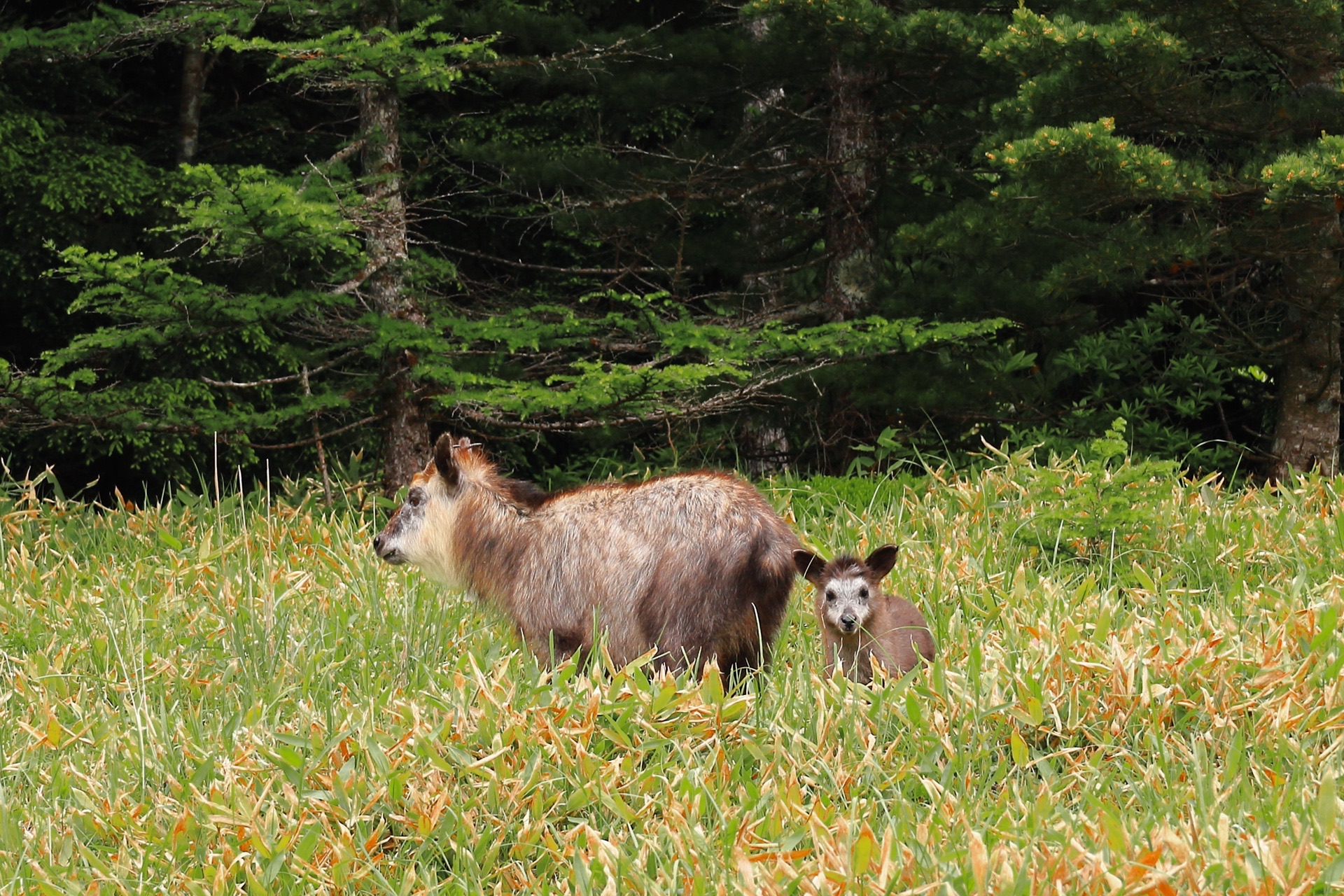 池の平湿原 カモシカ親子 太陽さんの湯ノ丸山 角間山 鍋蓋山の活動データ Yamap ヤマップ
