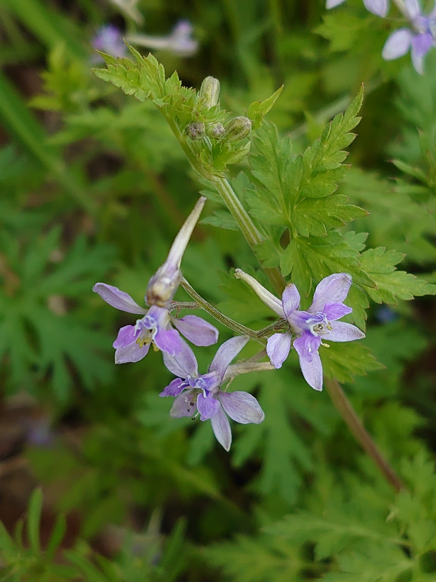 今日もウォーキング 2020 04 29 Coco さんの宇都宮市の活動日記 Yamap ヤマップ