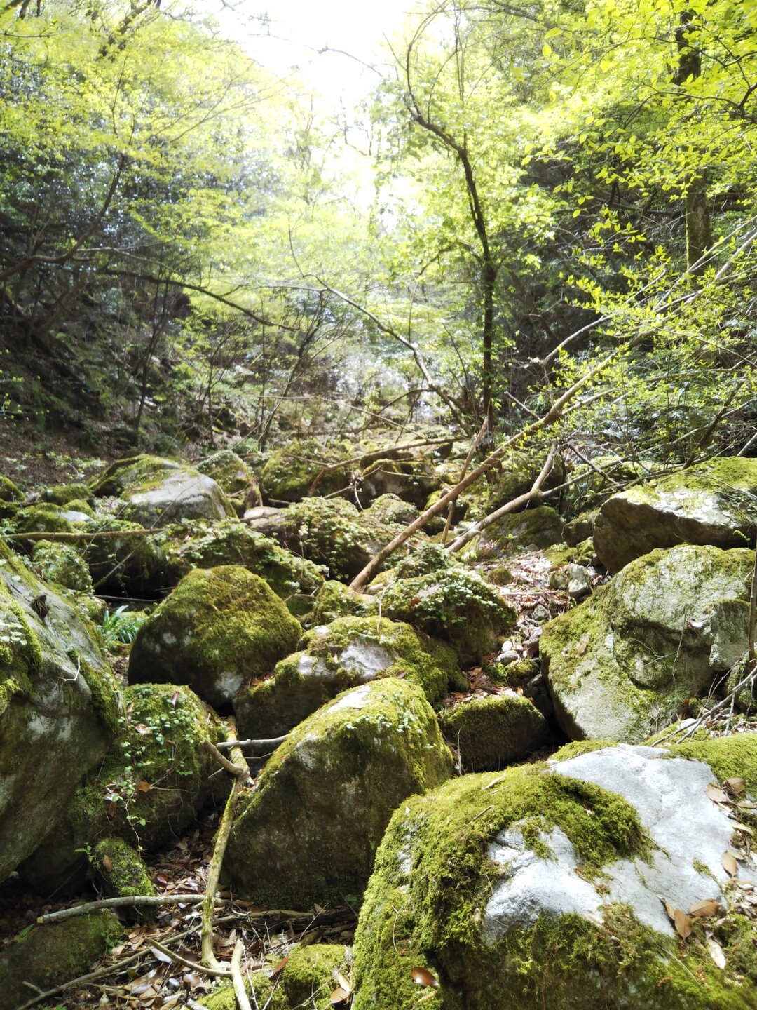 脊振山 脊振山 金山の写真3枚目 苔むした岩 一面緑 屋久島っぽい Yamap ヤマップ