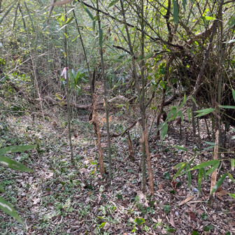 飯塚市 取付きは小竹が繁茂。