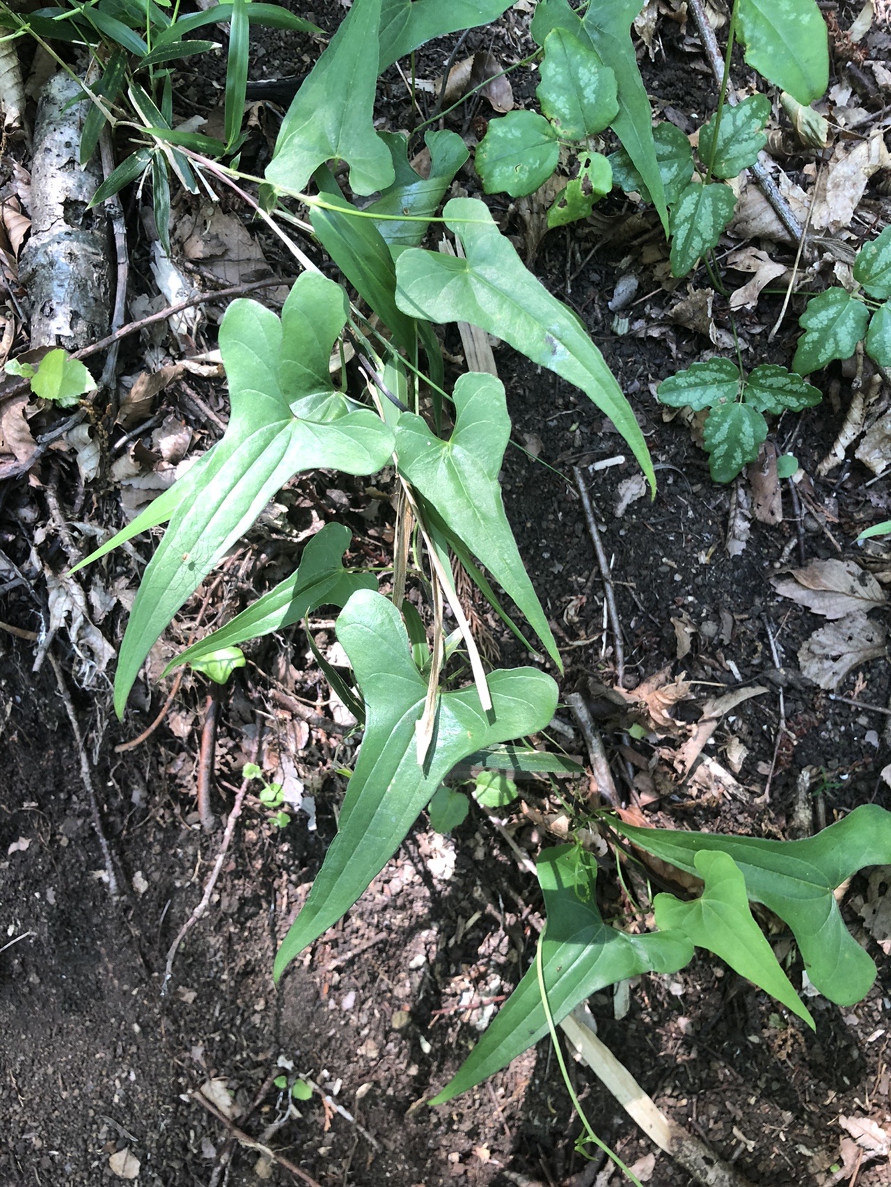 塔の山緑地公園 Kilauea さんの弘法山の活動データ Yamap ヤマップ