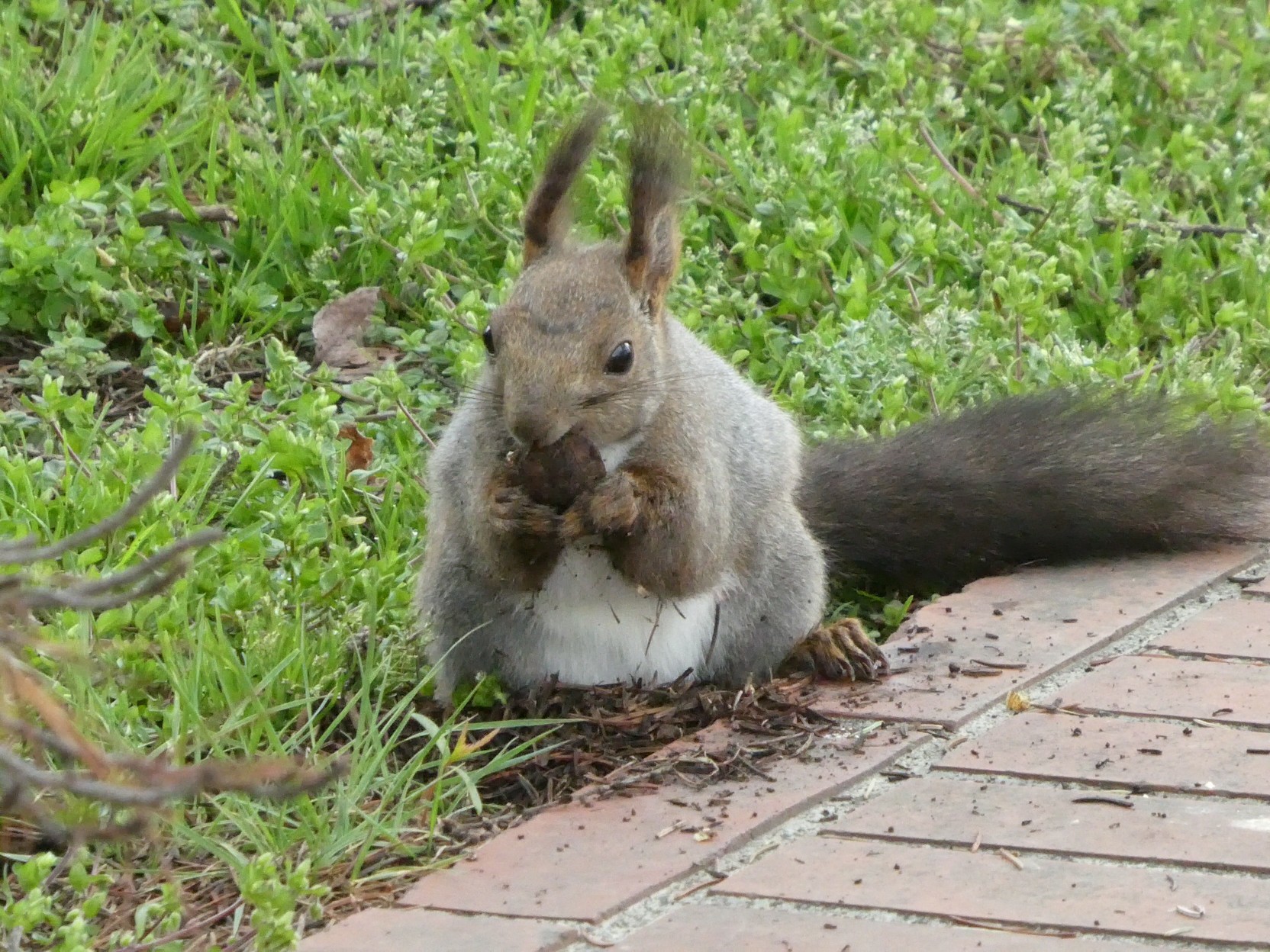 エゾリス ウサギ ヤギ ウマ キタキツネ トンビ Chibitaさんの江別市の活動日記 Yamap ヤマップ