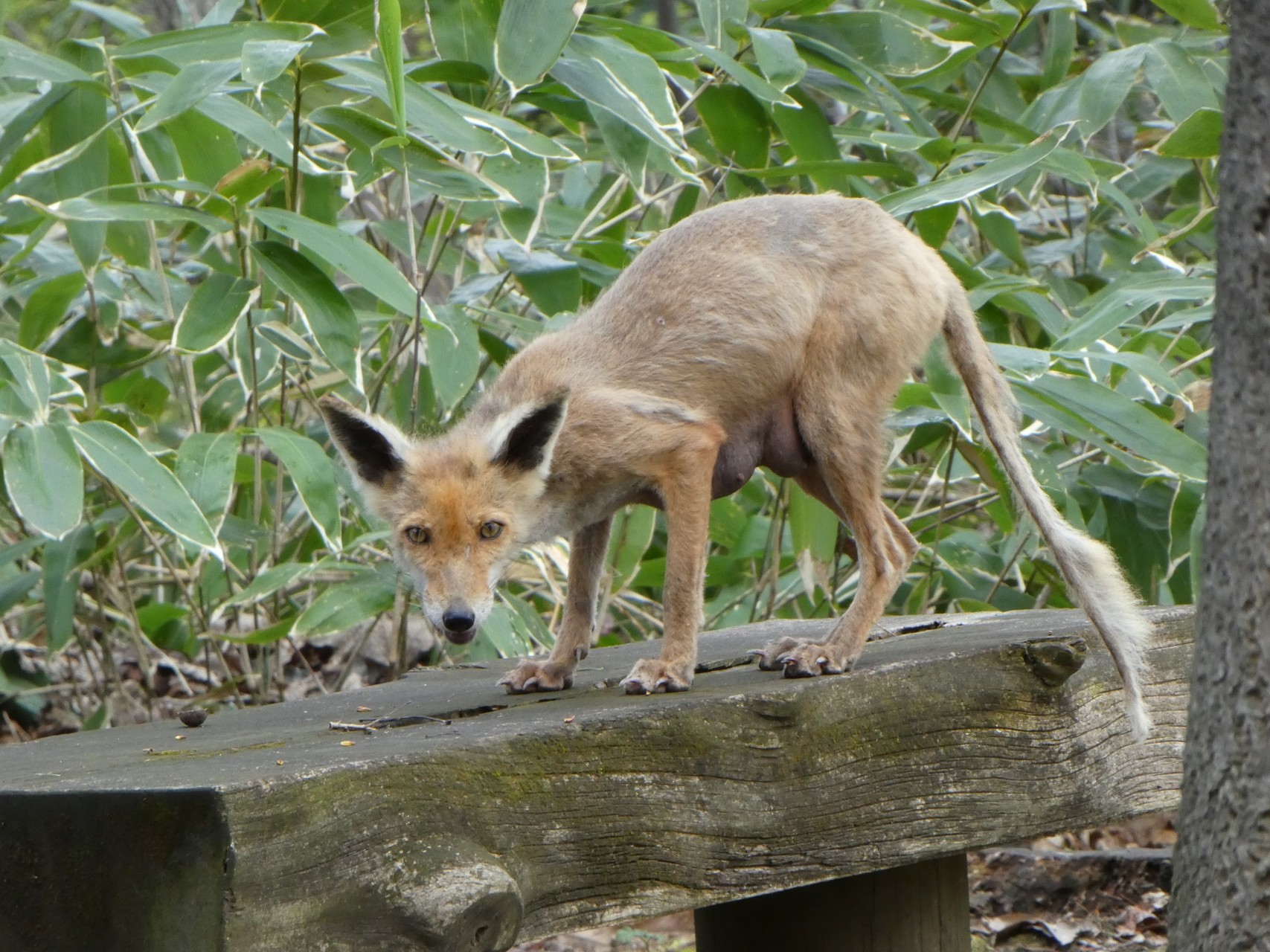 エゾリス ウサギ ヤギ ウマ キタキツネ トンビ Chibitaさんの江別市の活動日記 Yamap ヤマップ