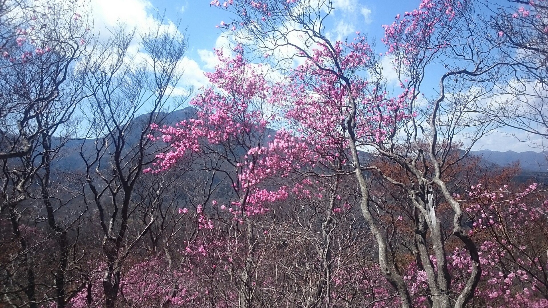 アカヤシオの花 が綺麗な枡形山 やまやさんの桝形山 栃木県 の活動日記 Yamap ヤマップ