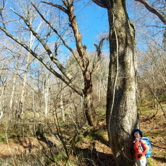 左門岳 大きいミズナラ