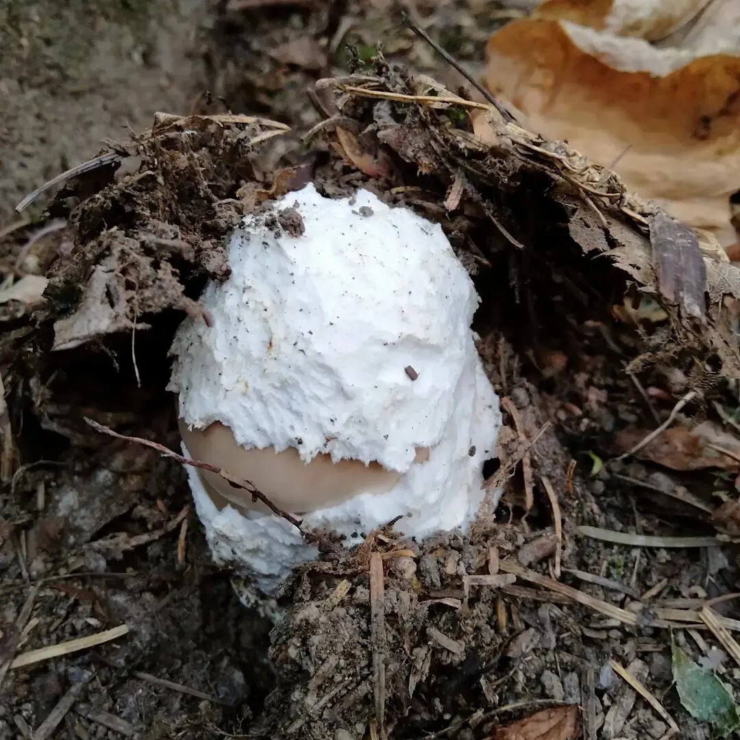 登ってる間に殻から顔出すミヤマタマゴタケ... / ゆかさんのモーメント YAMAP / ヤマップ