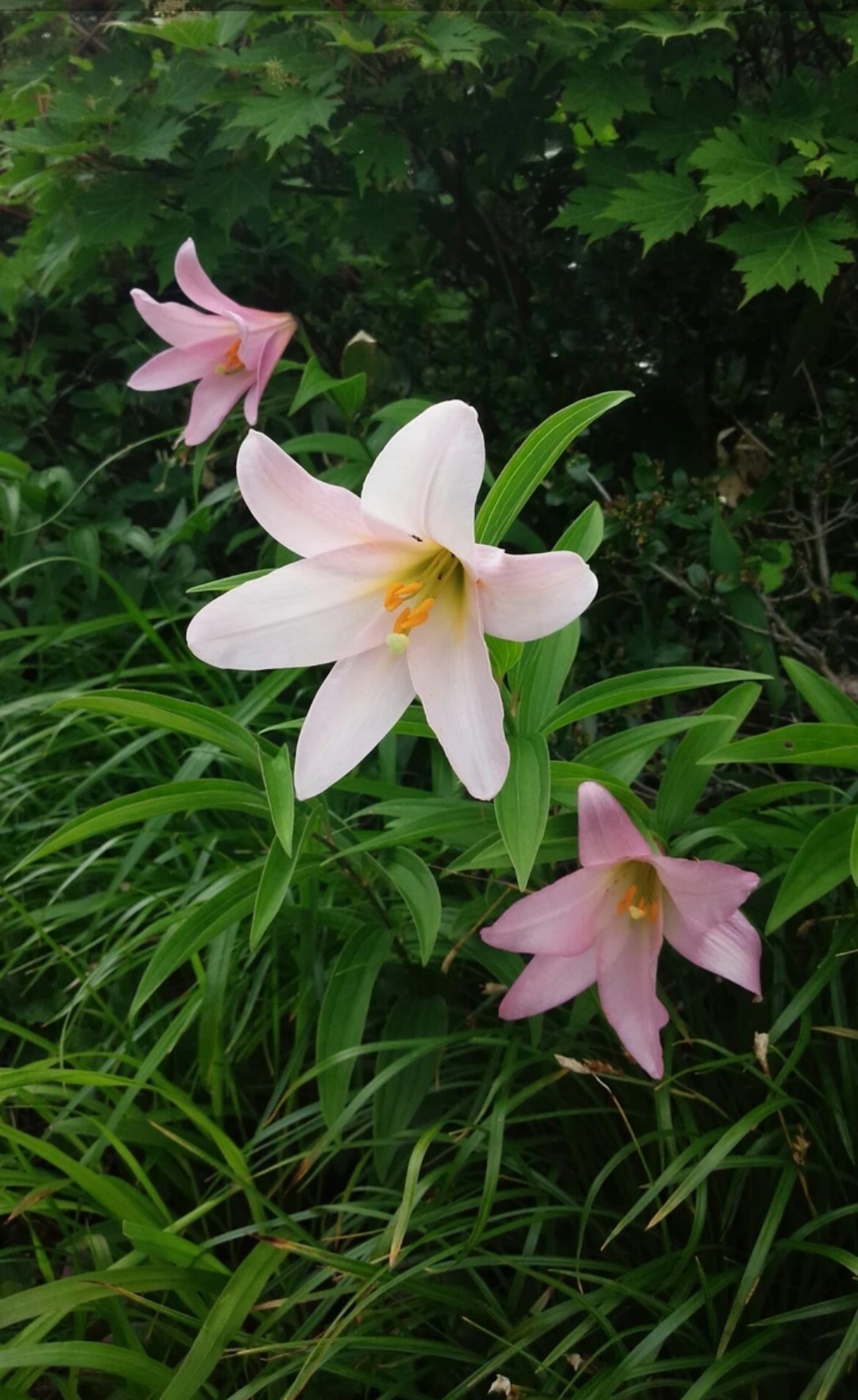今まで出会った花たち たへもんさんの新発田市の活動日記 Yamap ヤマップ