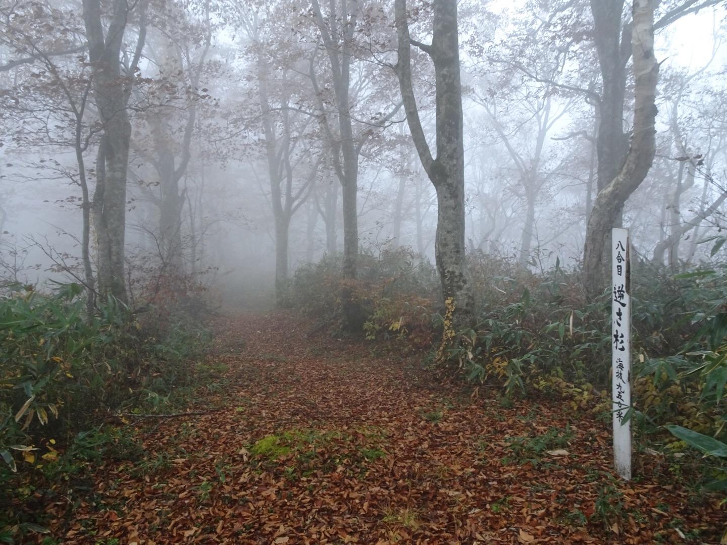 五ノ宮嶽（3合目登山口より往復） / ichi99さんの五の宮岳・皮投岳の活動データ YAMAP / ヤマップ