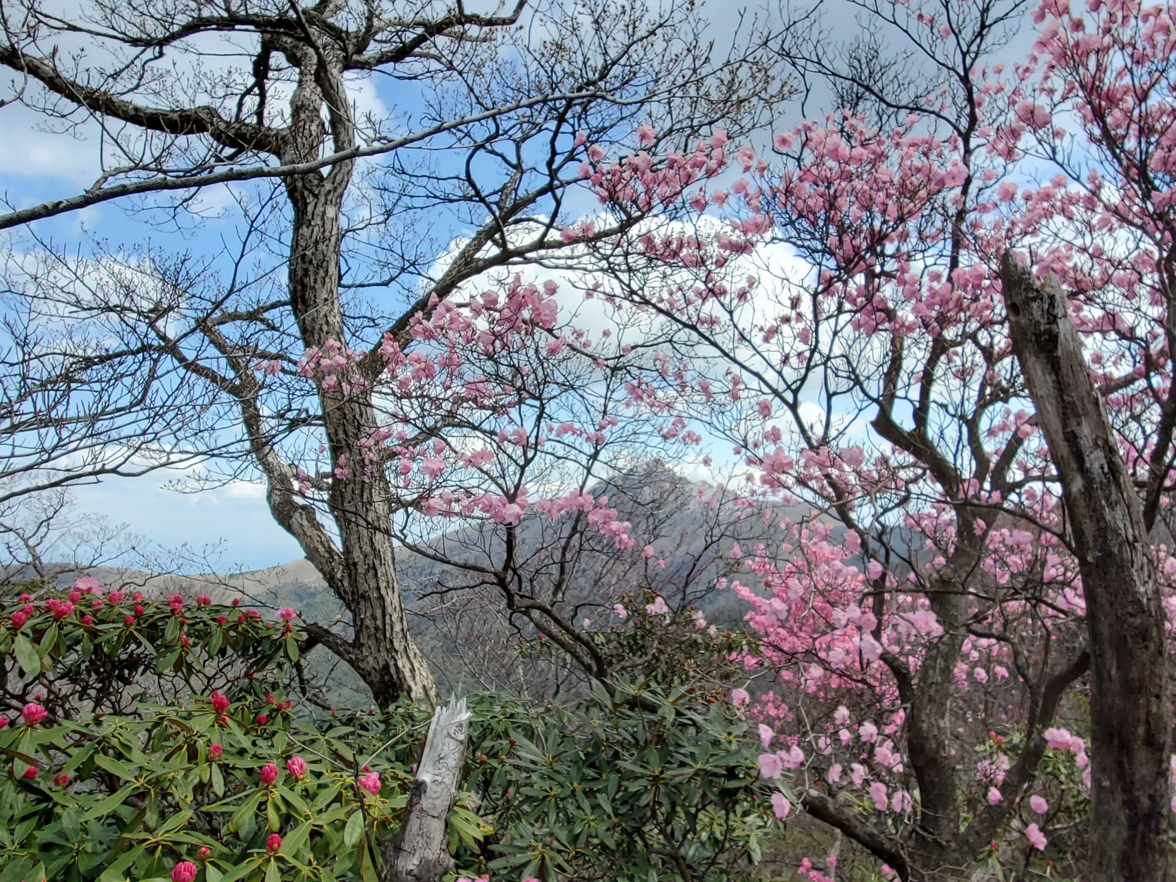親父山 障子岳 黒岳 三尖 よ そろさんの祖母山の活動日記 Yamap ヤマップ