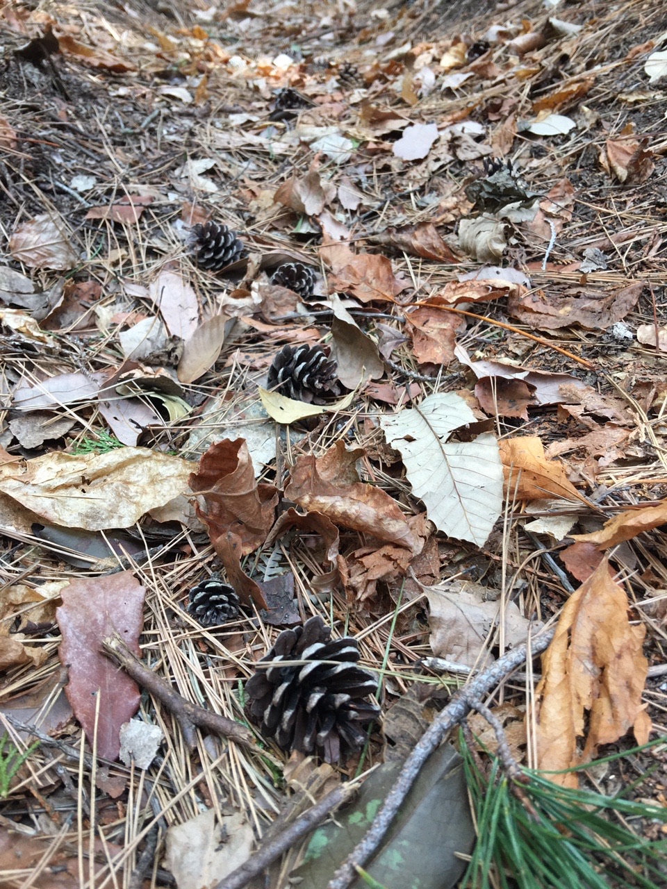 捕獲warock ついに 放石 塔ヶ森 Hitoming さんの岩国市 岩国エリアの活動日記 Yamap ヤマップ