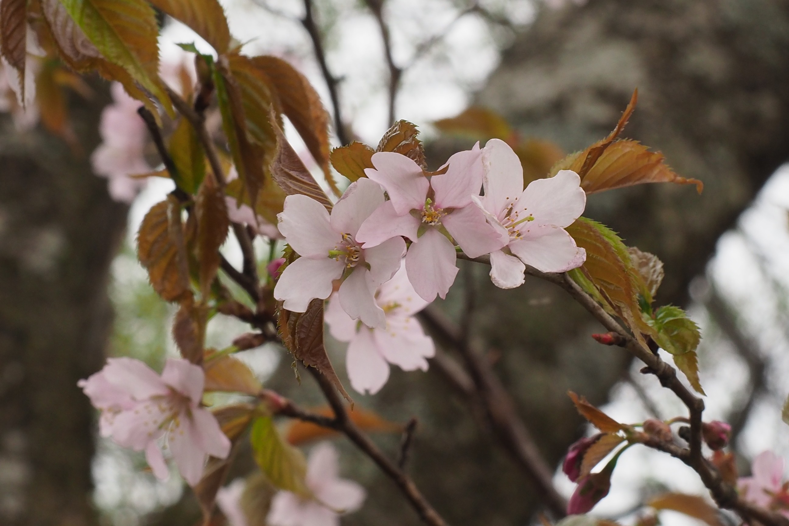 木六山・銀次郎山 疲れた体に癒されます