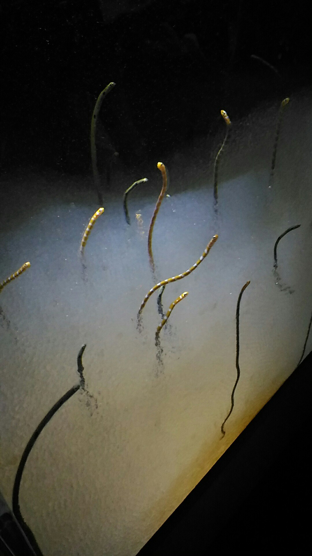 Expocityと万博公園をブラ と散歩 Toppoさんの六個山 鉢伏山 明ヶ田尾山 五月山の活動日記 Yamap ヤマップ