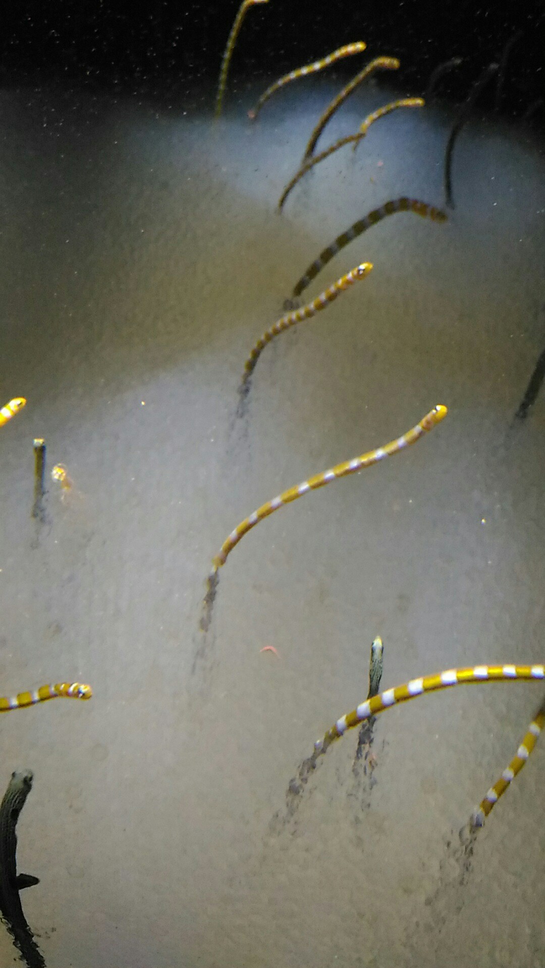 Expocityと万博公園をブラ と散歩 Toppoさんの六個山 鉢伏山 明ヶ田尾山 五月山の活動日記 Yamap ヤマップ