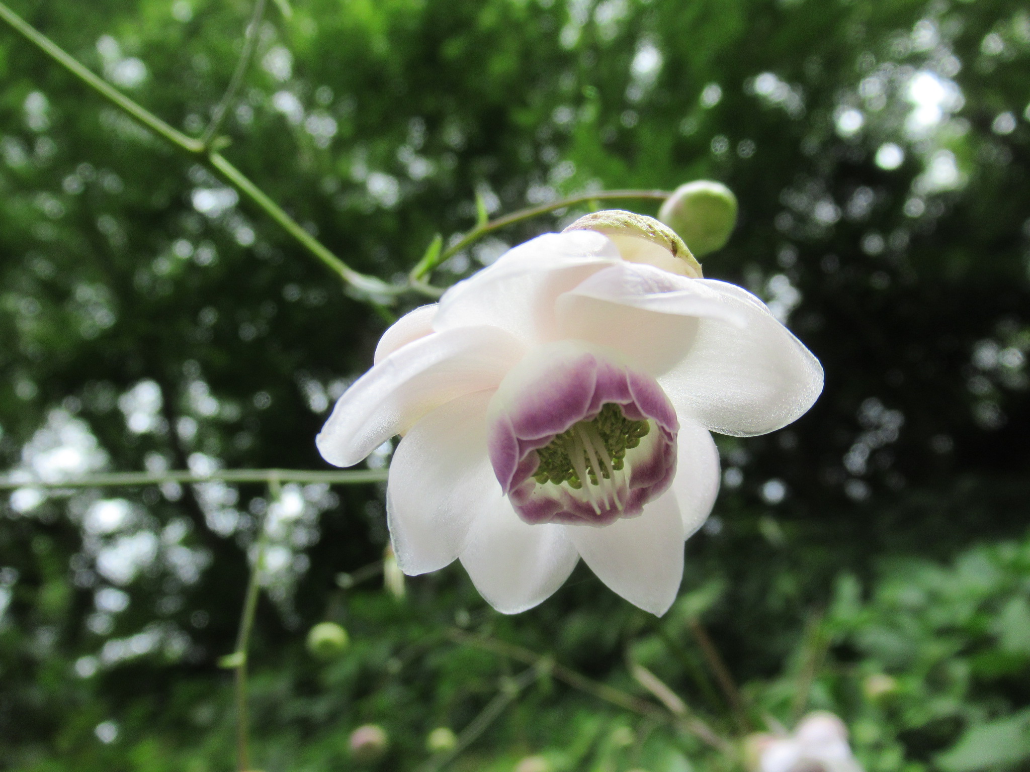 森の妖精 レンゲショウマ 2 神奈川県立東高根森林公園 Ryuyuさんの横浜市 北エリアの活動日記 Yamap ヤマップ