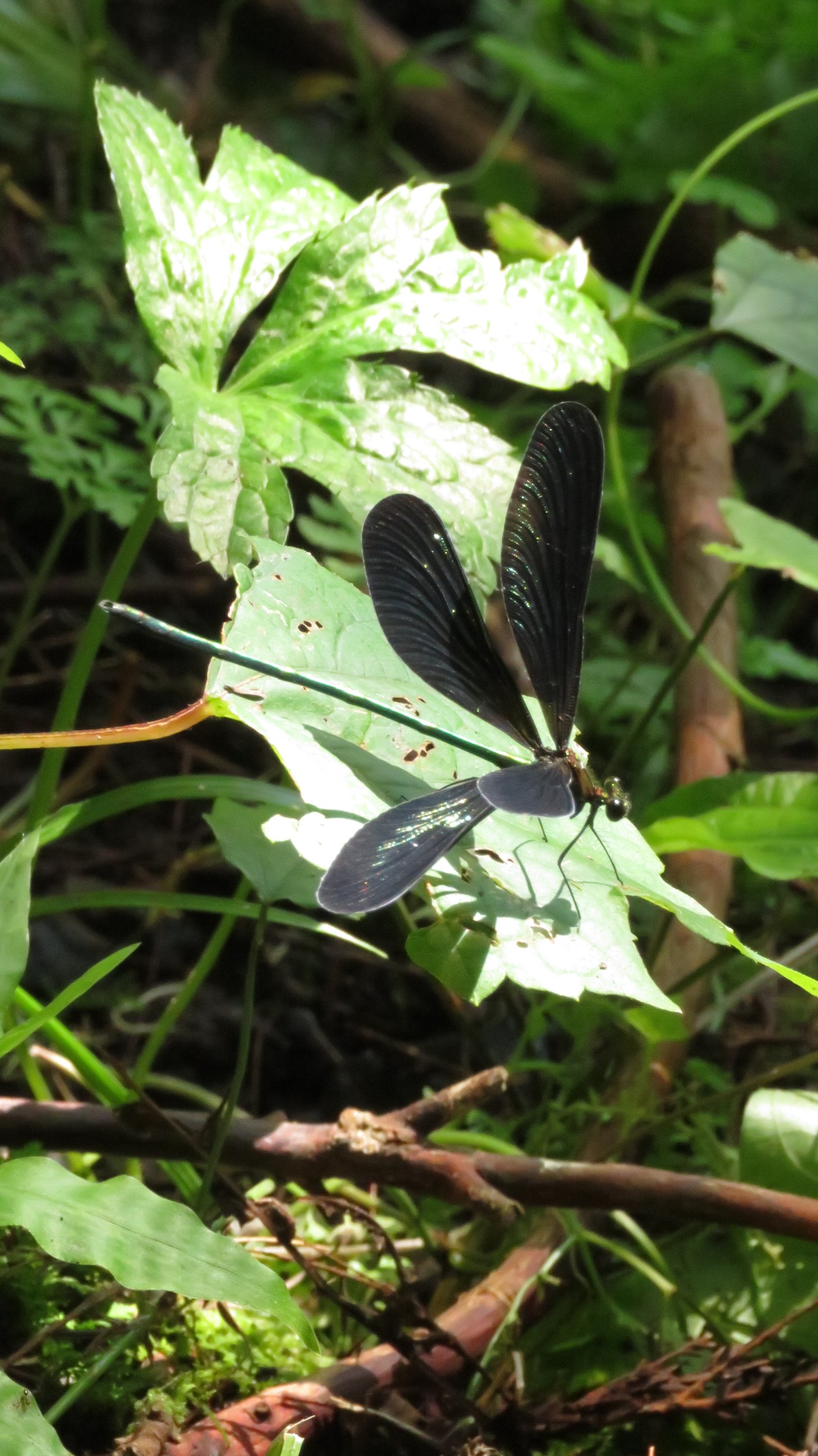 麒麟山と神様トンボに念願のシラサギ たへもんさんの日本平山 鍋倉山の活動データ Yamap ヤマップ