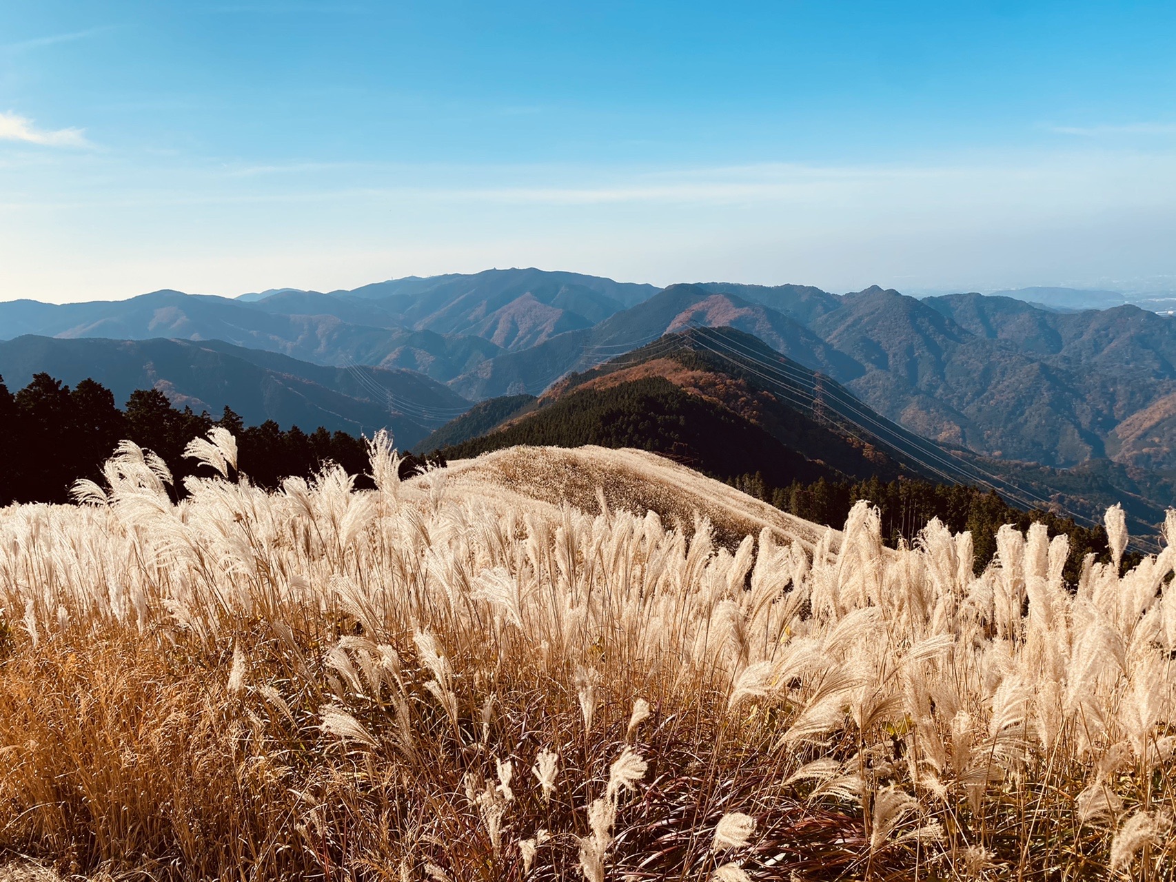 ススキとカレーと岩湧山 11 18 のやさんの岩湧山 一徳防山 三石山の活動データ Yamap ヤマップ