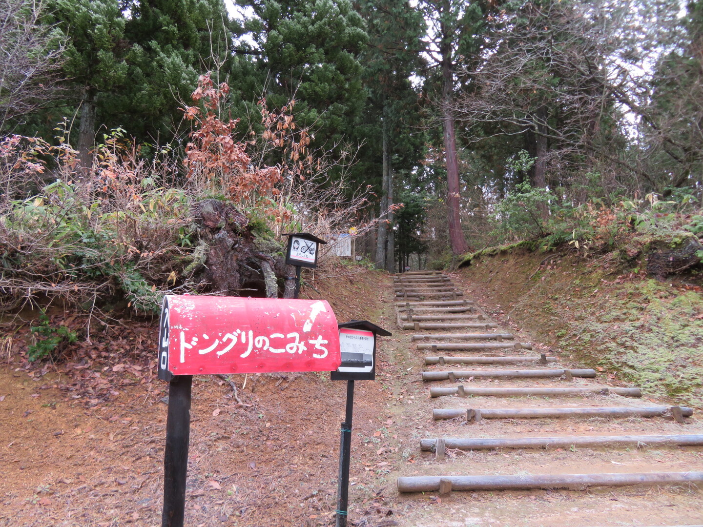 初冬の頼成の森 樹皮観察編 Manoさんの頼成の森 天狗山の活動日記 Yamap ヤマップ