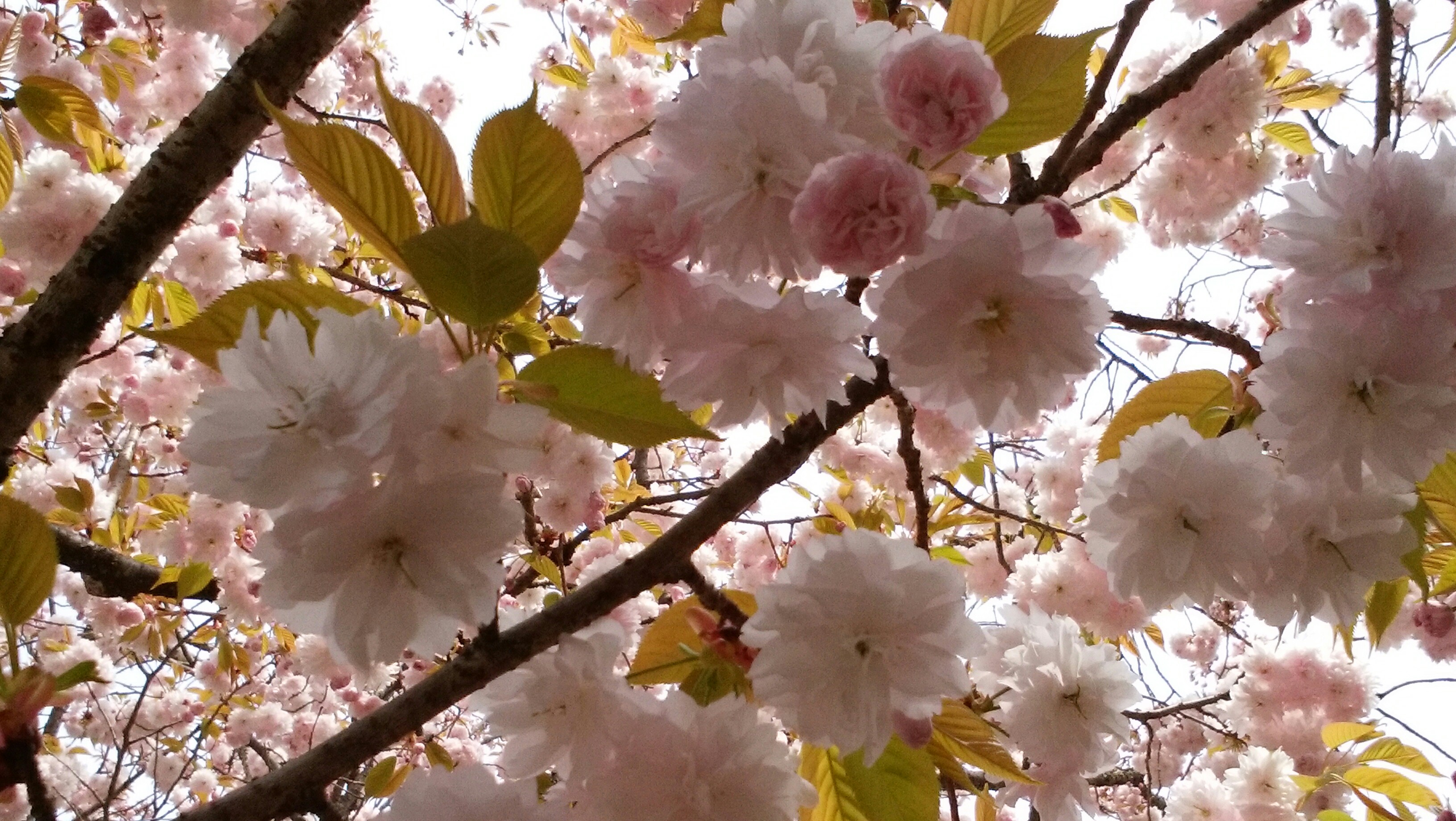 天然記念物の塩釜桜 19 04 24 フェレさんの松島の活動データ Yamap ヤマップ