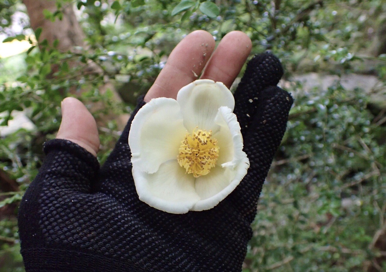 自分用忘備録 長いです ヒメ カヲルさんのモーメント Yamap ヤマップ