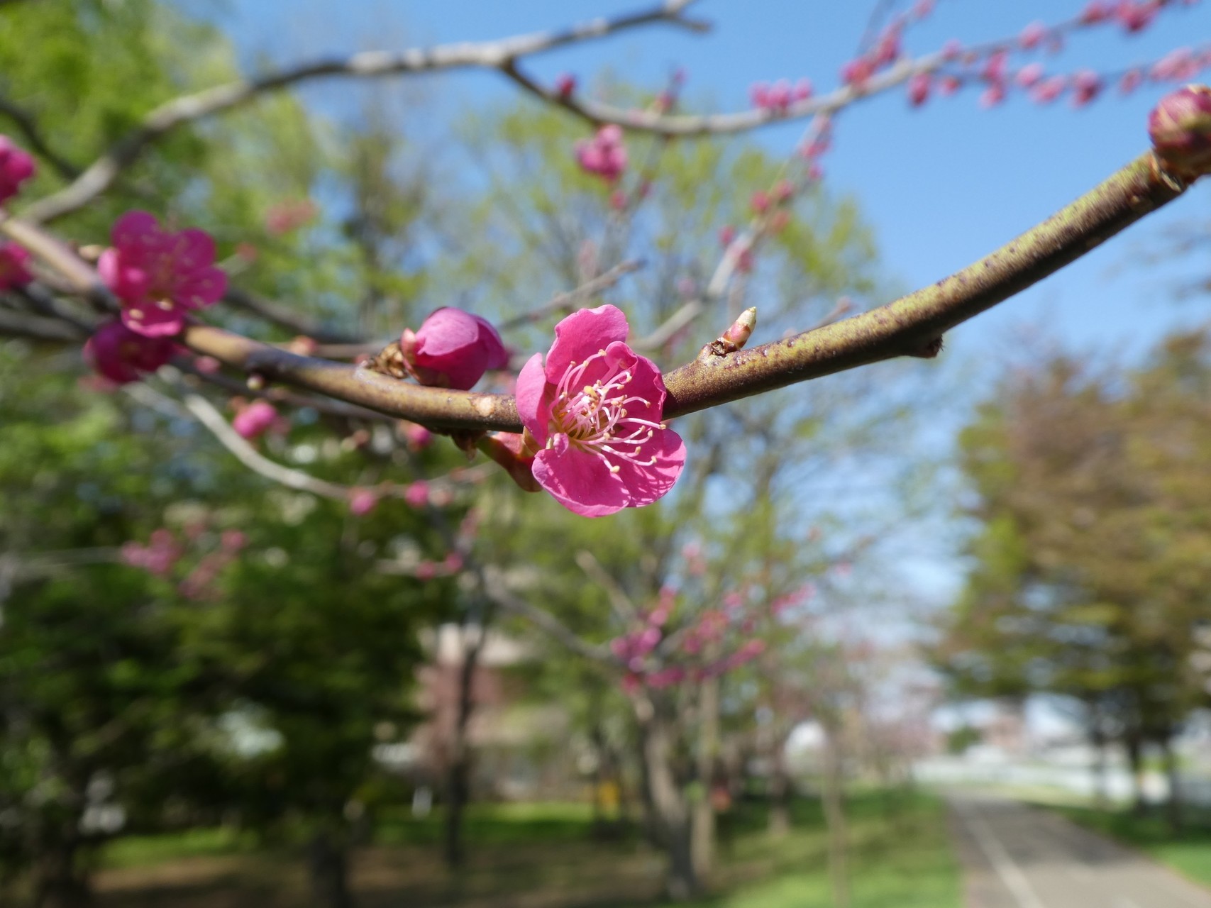 桜 梅を見ながら琴似発寒川ウオーキング Chibitaさんの三角山 大倉山 円山の活動データ Yamap ヤマップ