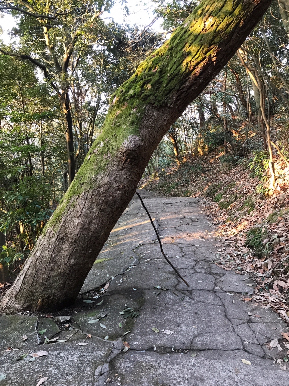 金華山ホールディングス プチトラバース Part２ みちたろうさんの金華山 洞山 舟伏山の活動日記 Yamap ヤマップ